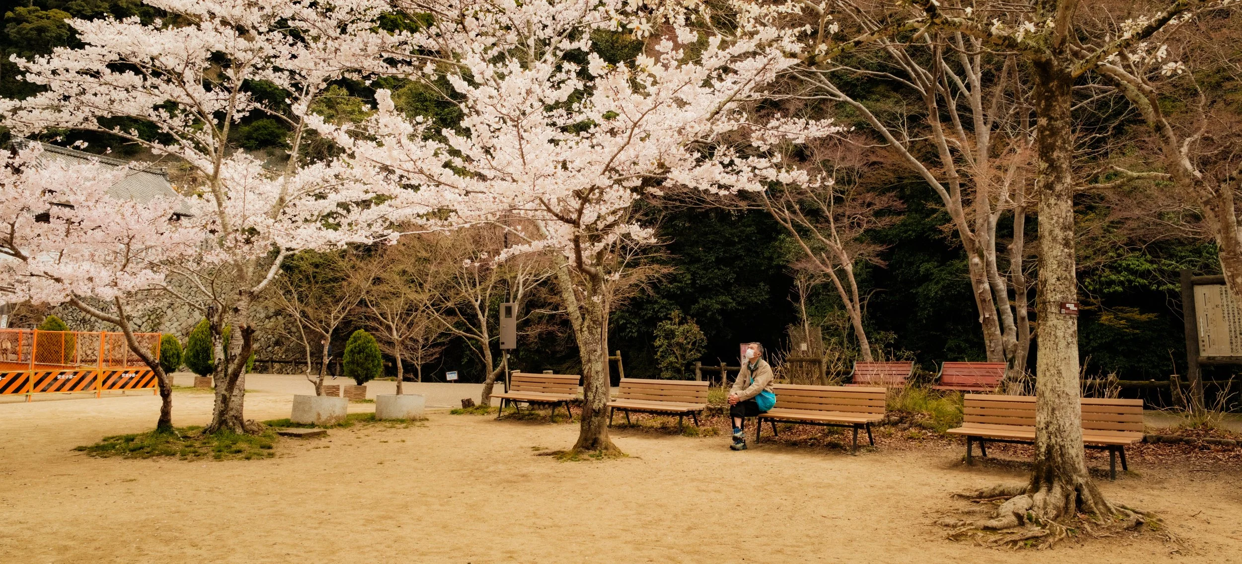 Hanami-5866.jpg