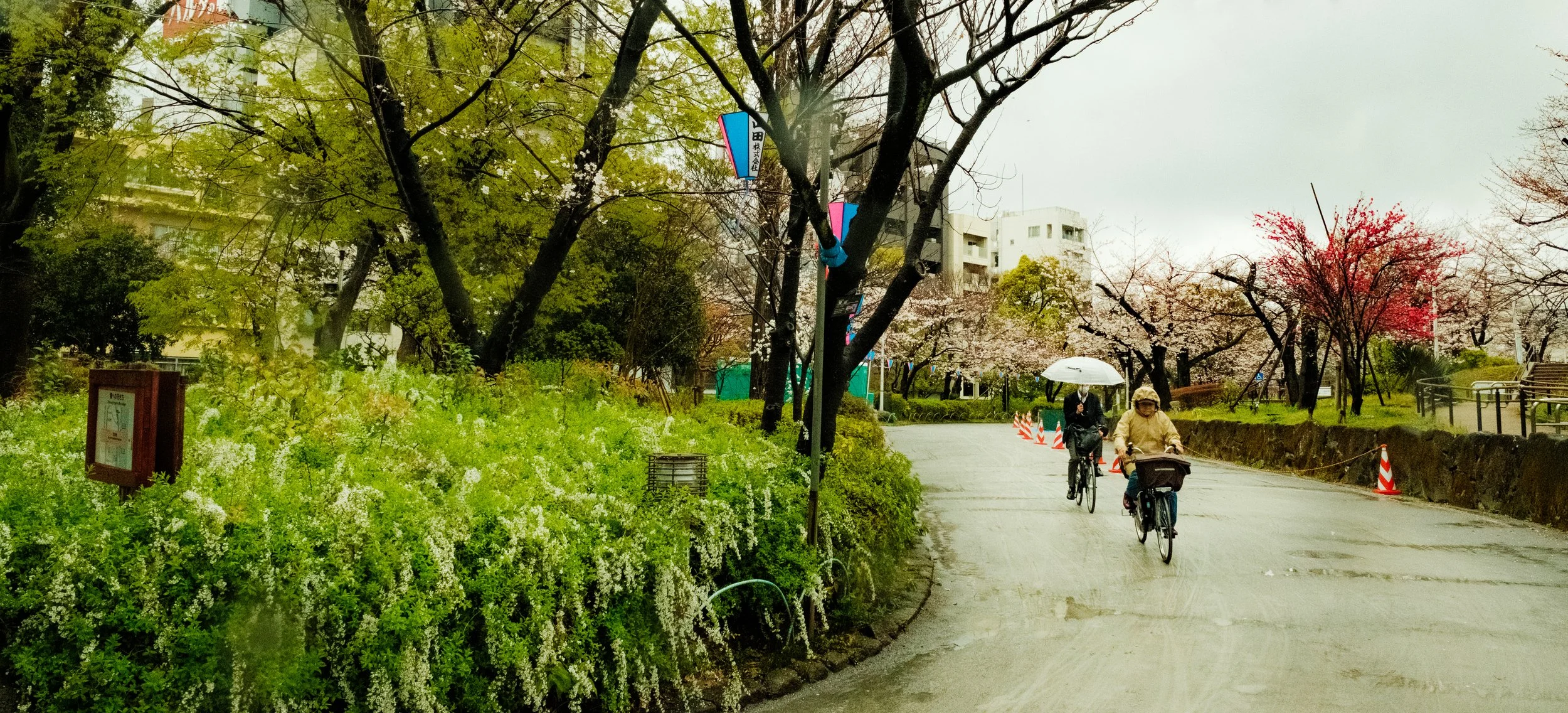 Hanami-985.jpg