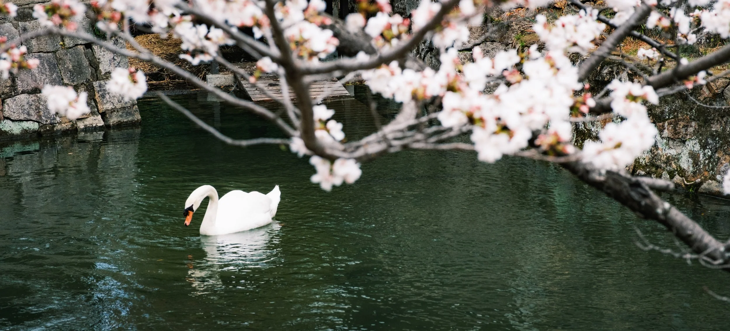 Hanami-4189.jpg