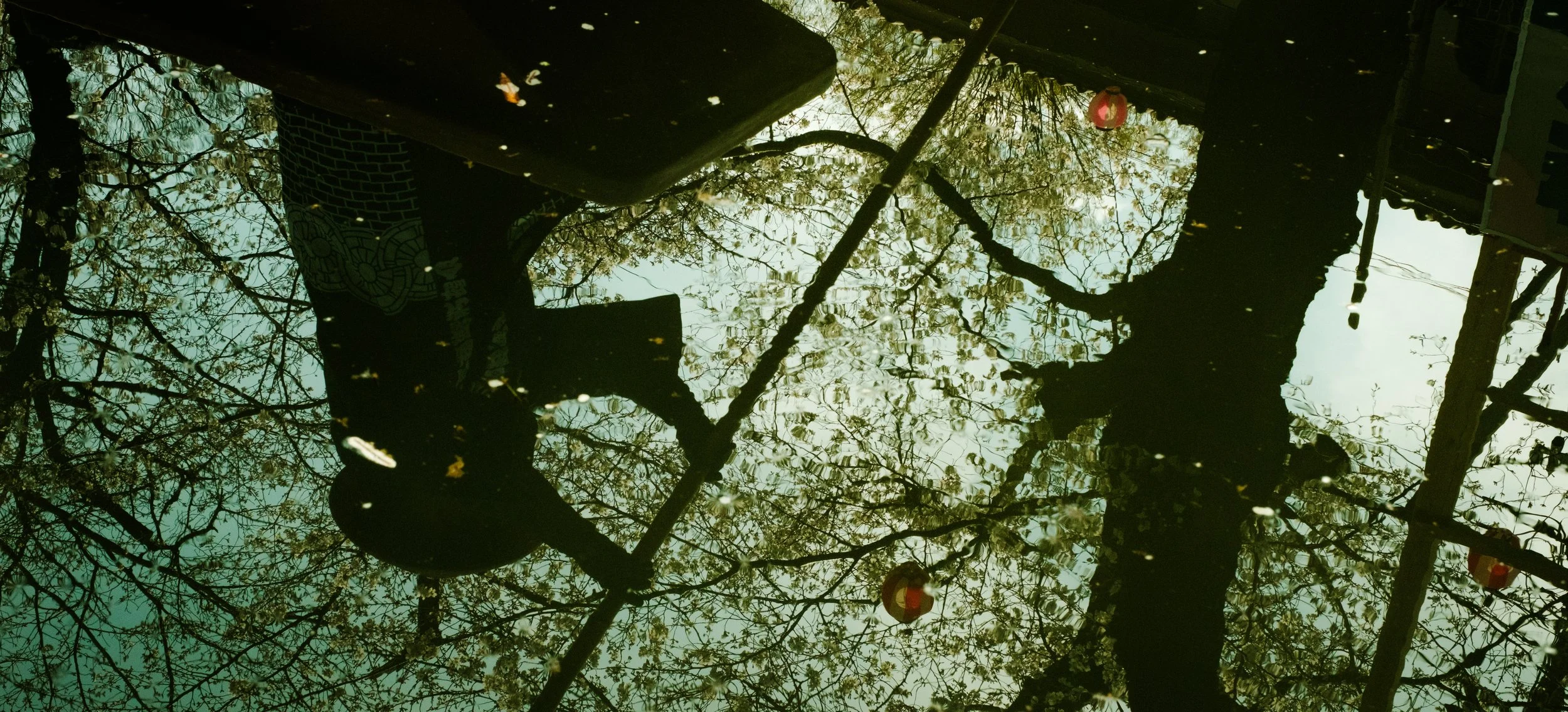 Hanami-1915.jpg