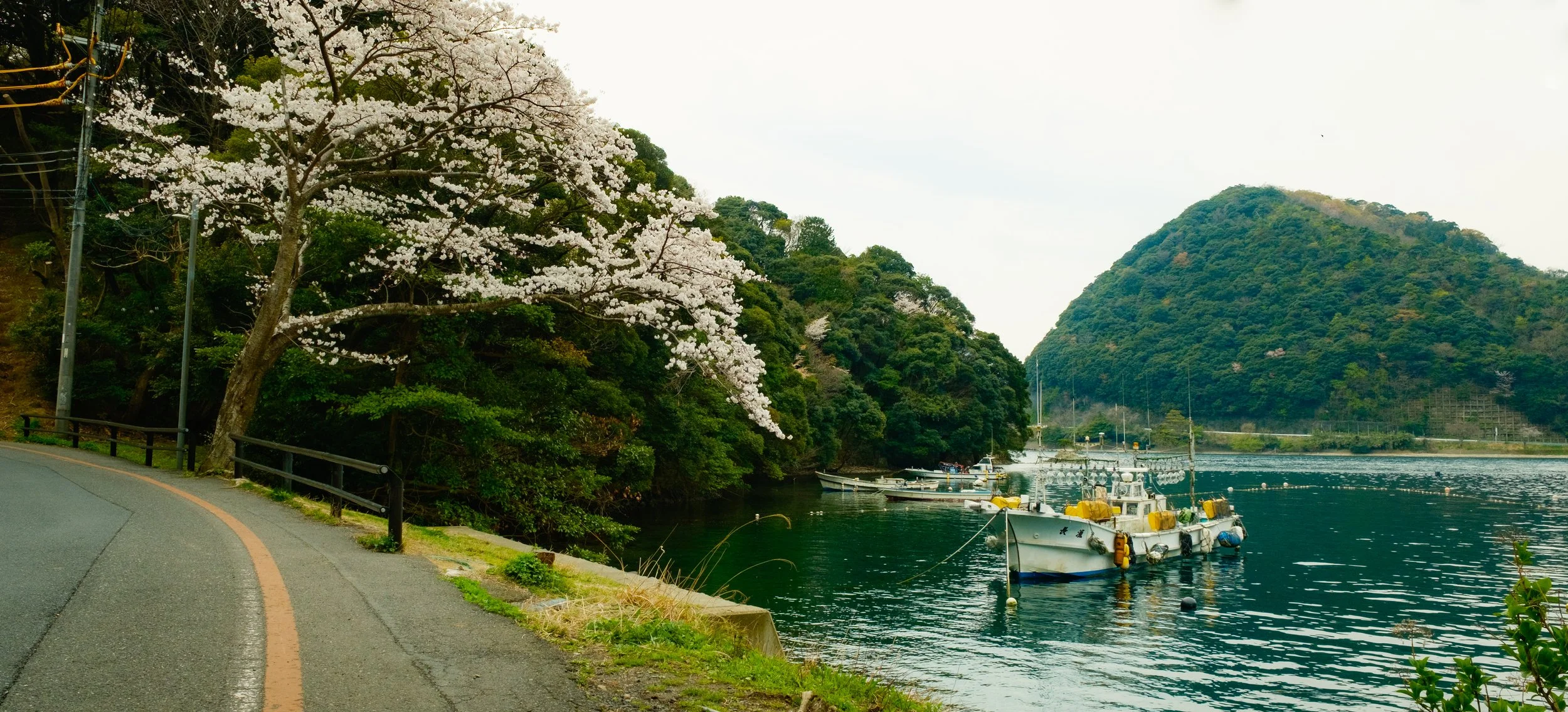 Hanami-8916.jpg