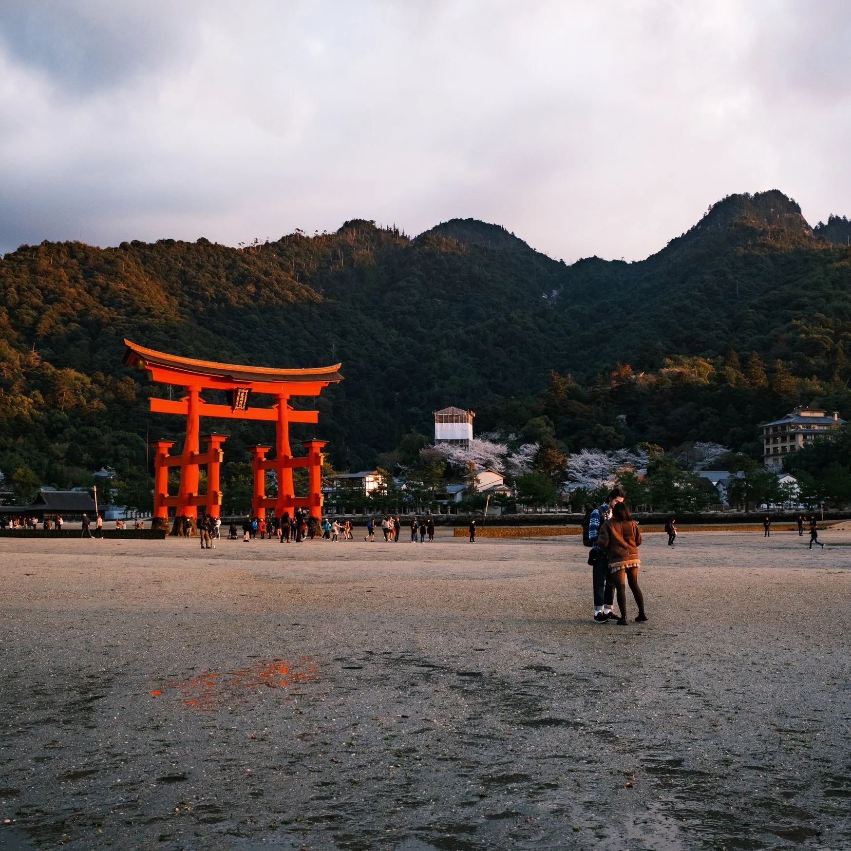 WHERE THE CHERRY BLOSSOMS BLOOM, PART TWO