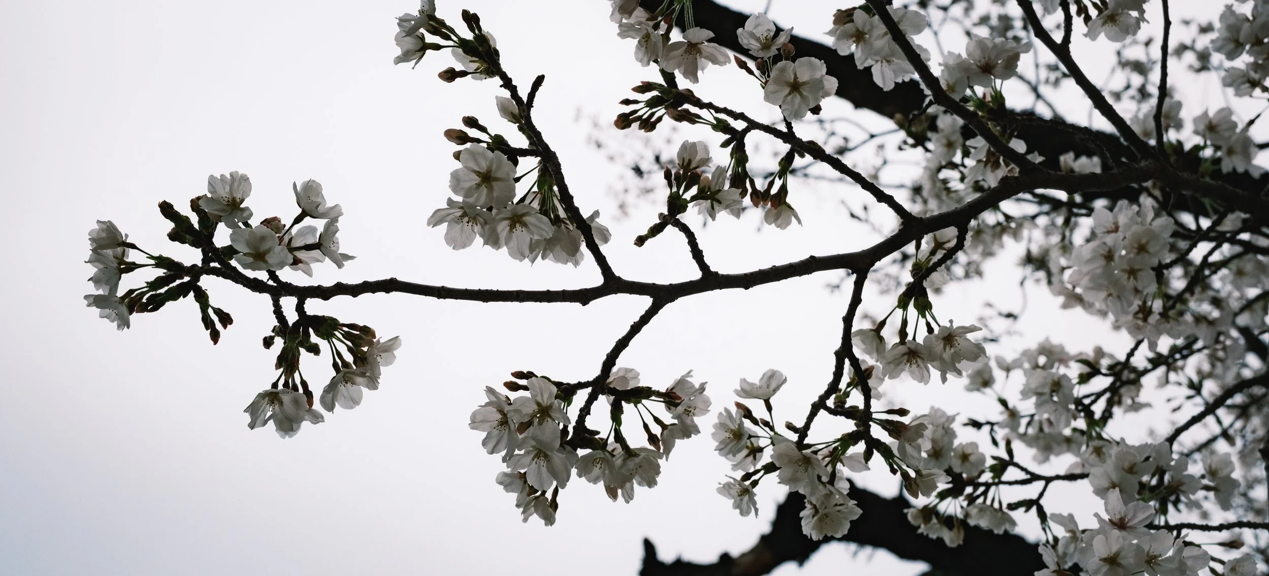 Hanami-3037.jpg