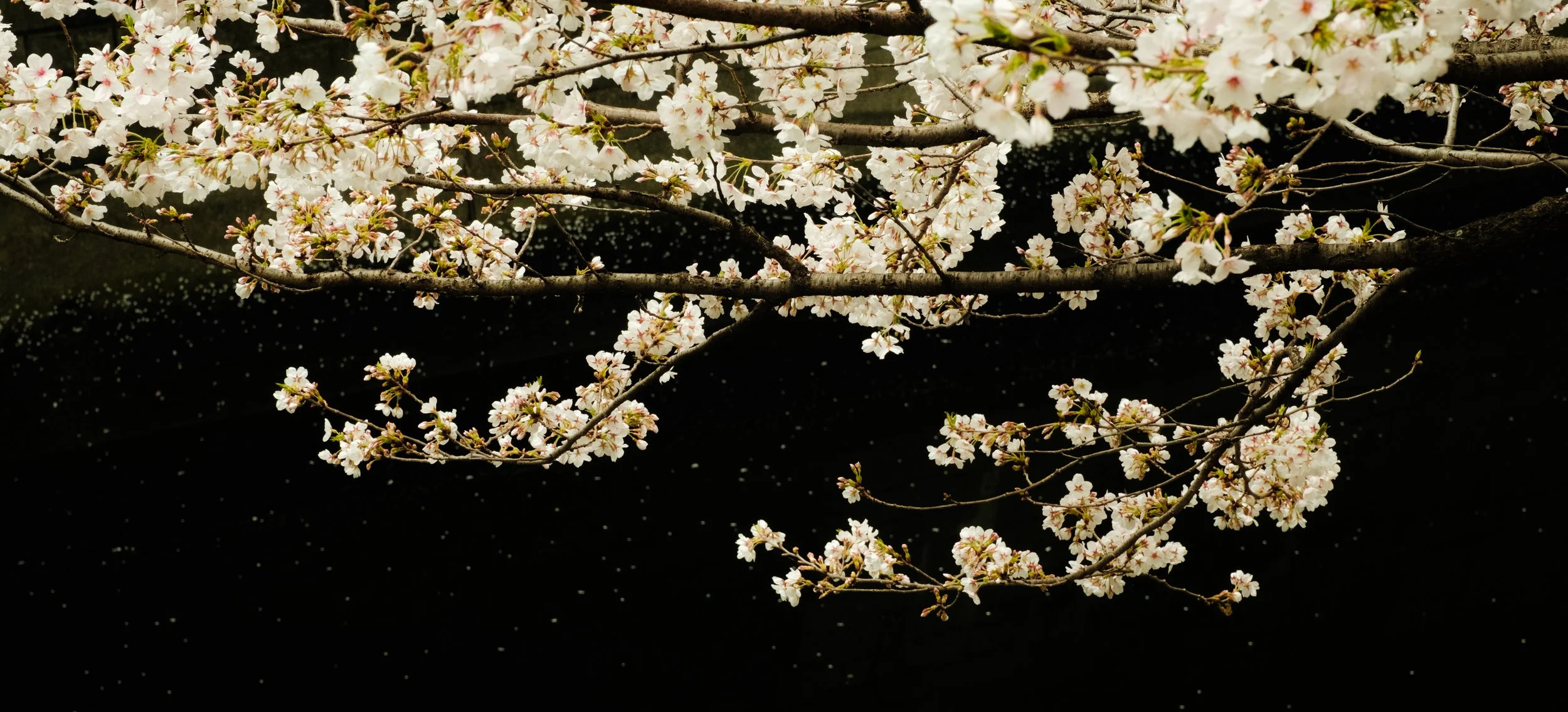 Hanami-2345.jpg