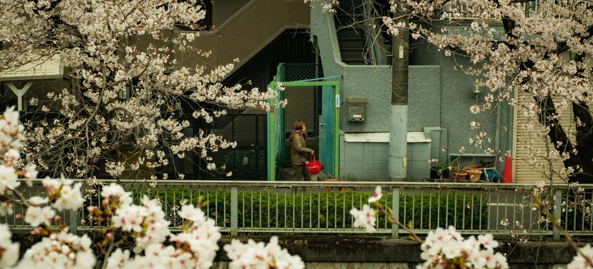 Hanami-2366.jpg