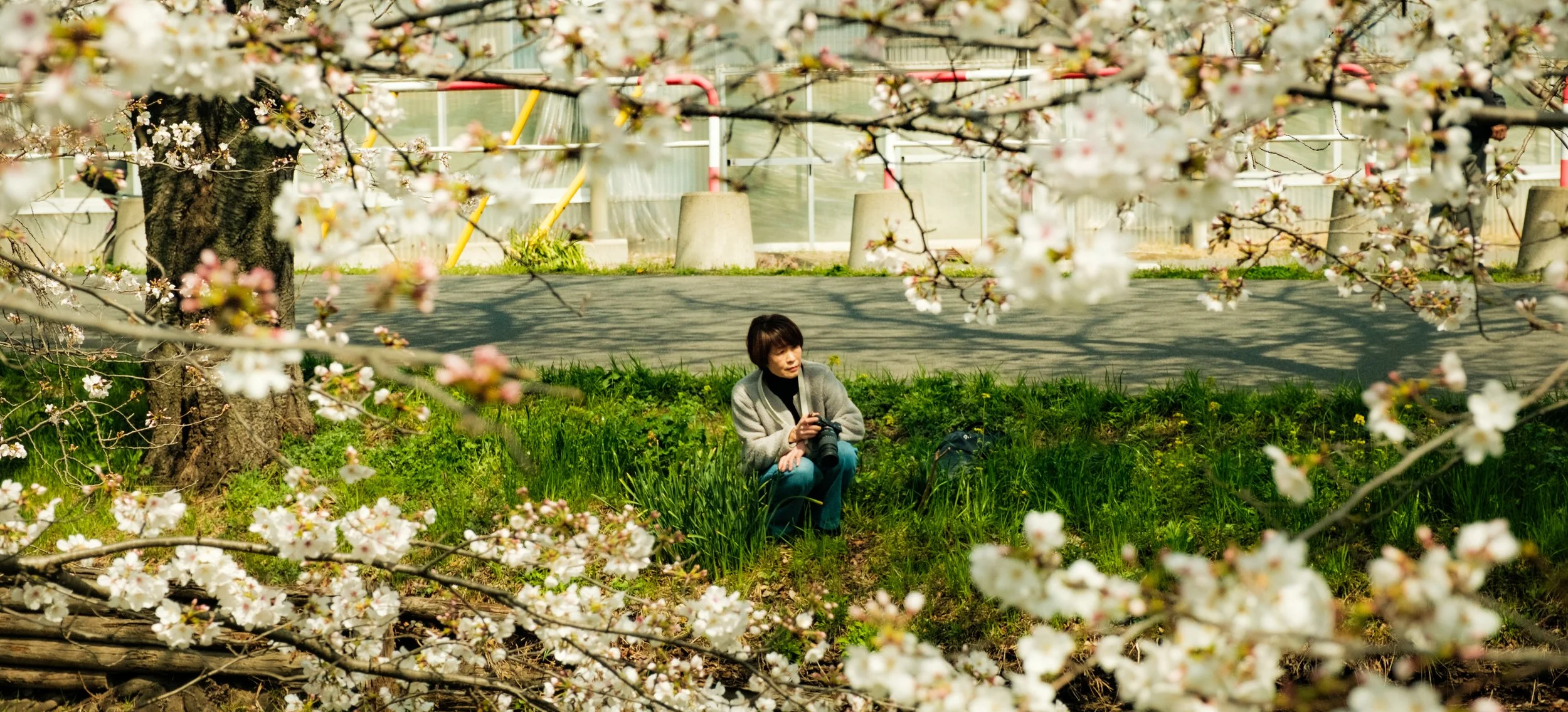 Hanami-1854.jpg