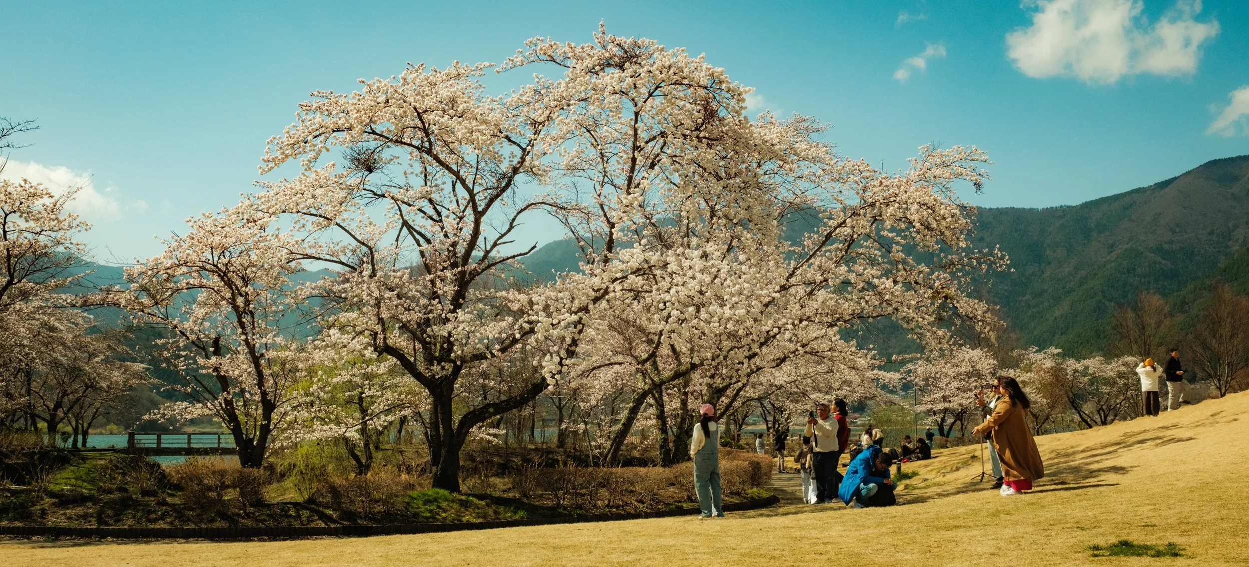 Hanami-10821.jpg
