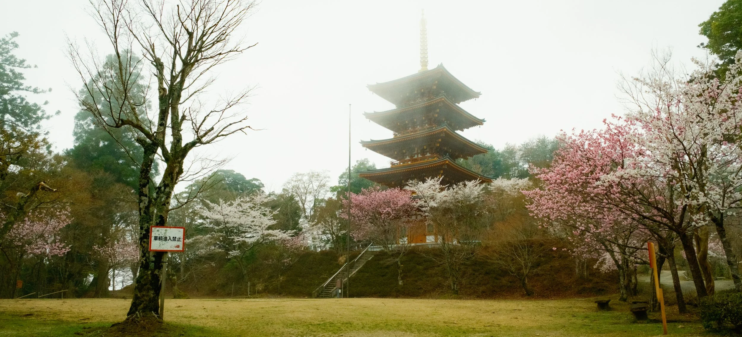 Hanami-9468.jpg