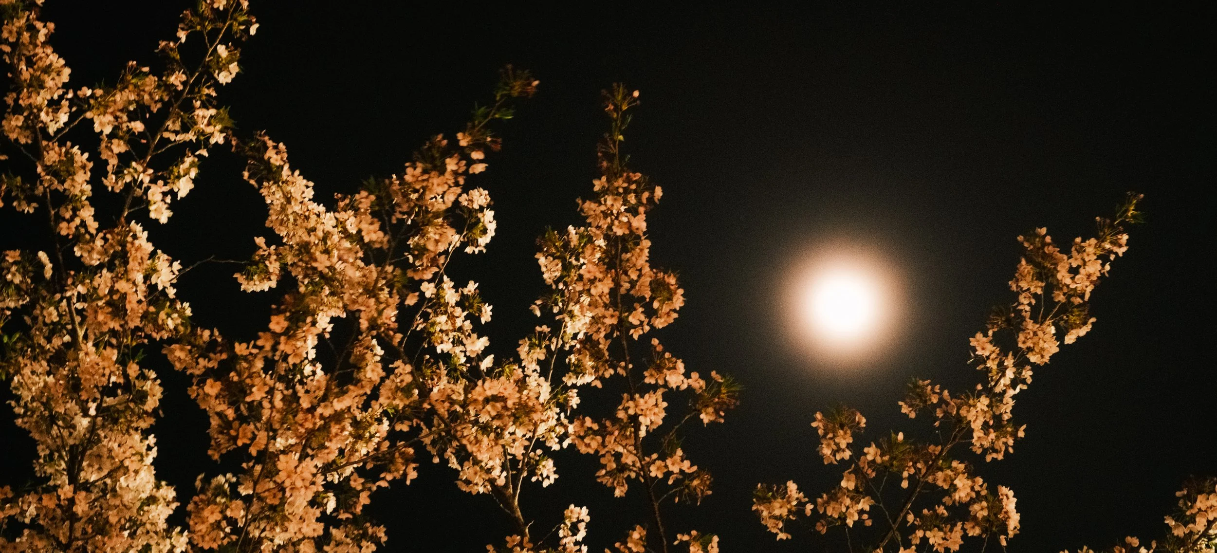 Hanami-9772.jpg