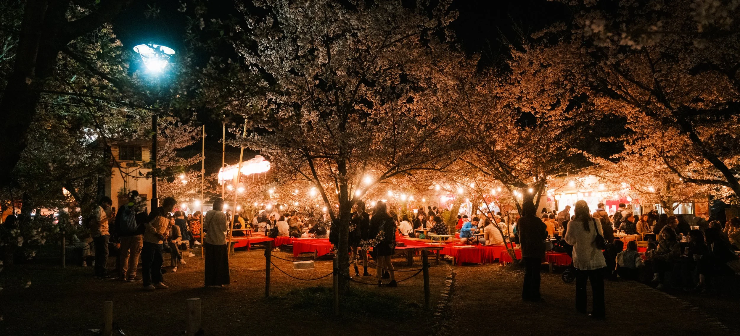 Hanami-9801.jpg