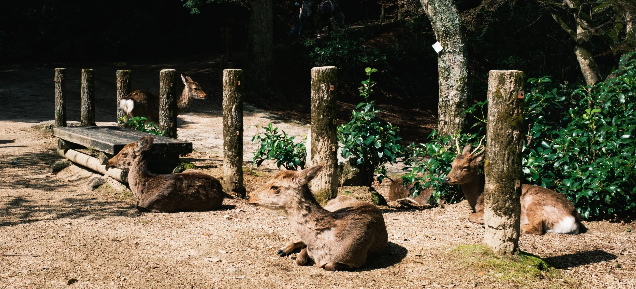 Hanami-3556.jpg