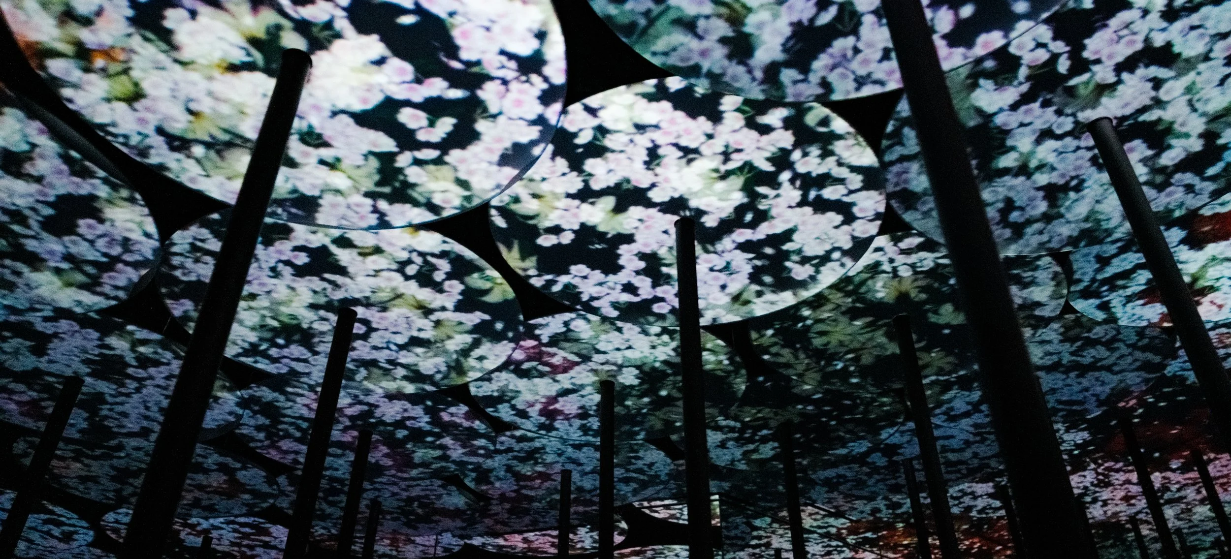 Hanami-10302.jpg