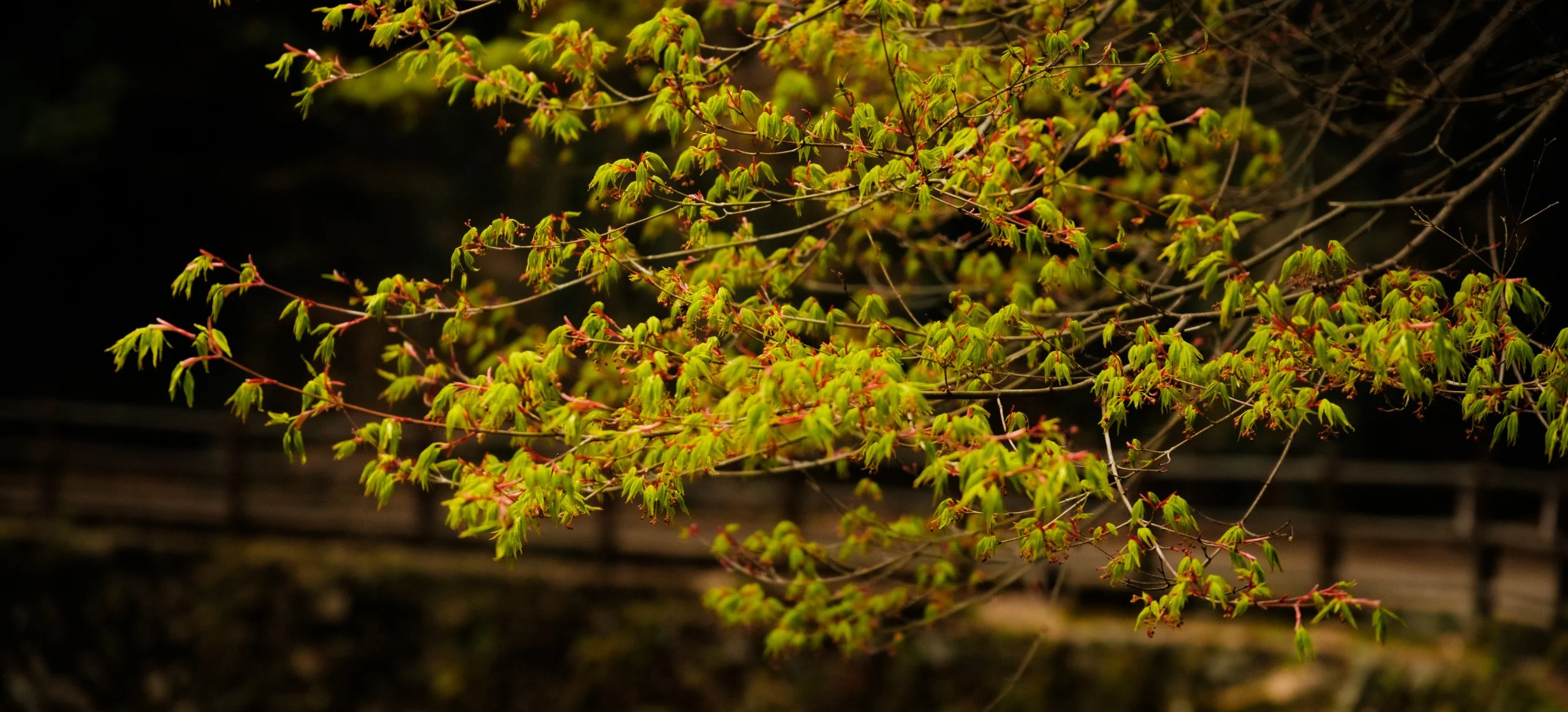 Hanami-6106.jpg