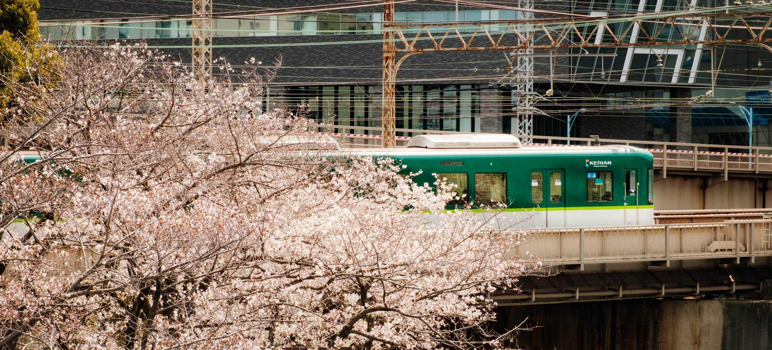 Hanami-4793.jpg