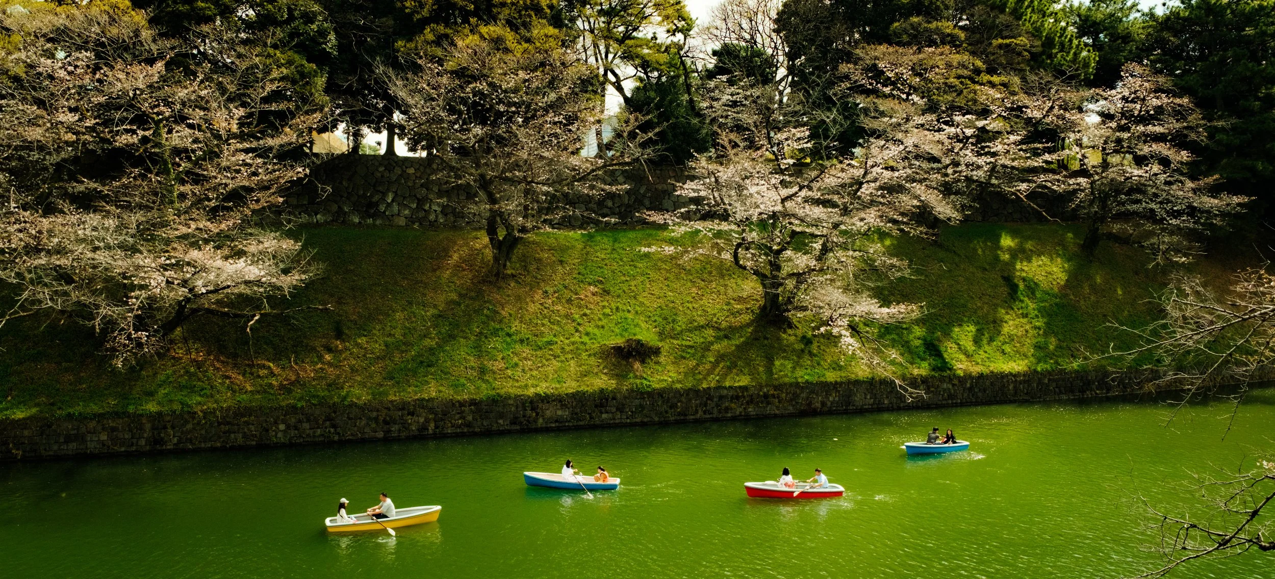 Hanami-330.jpg
