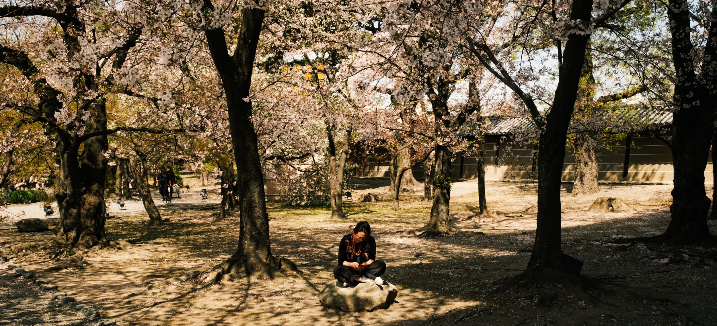 Hanami-8325.jpg