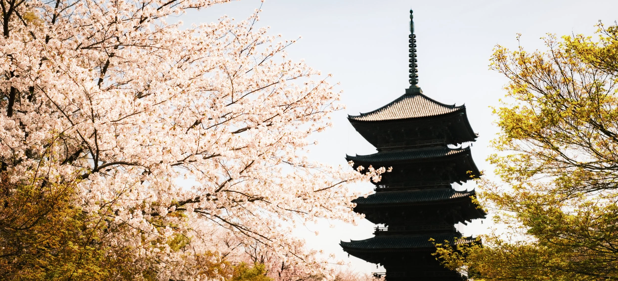 Hanami-8304.jpg
