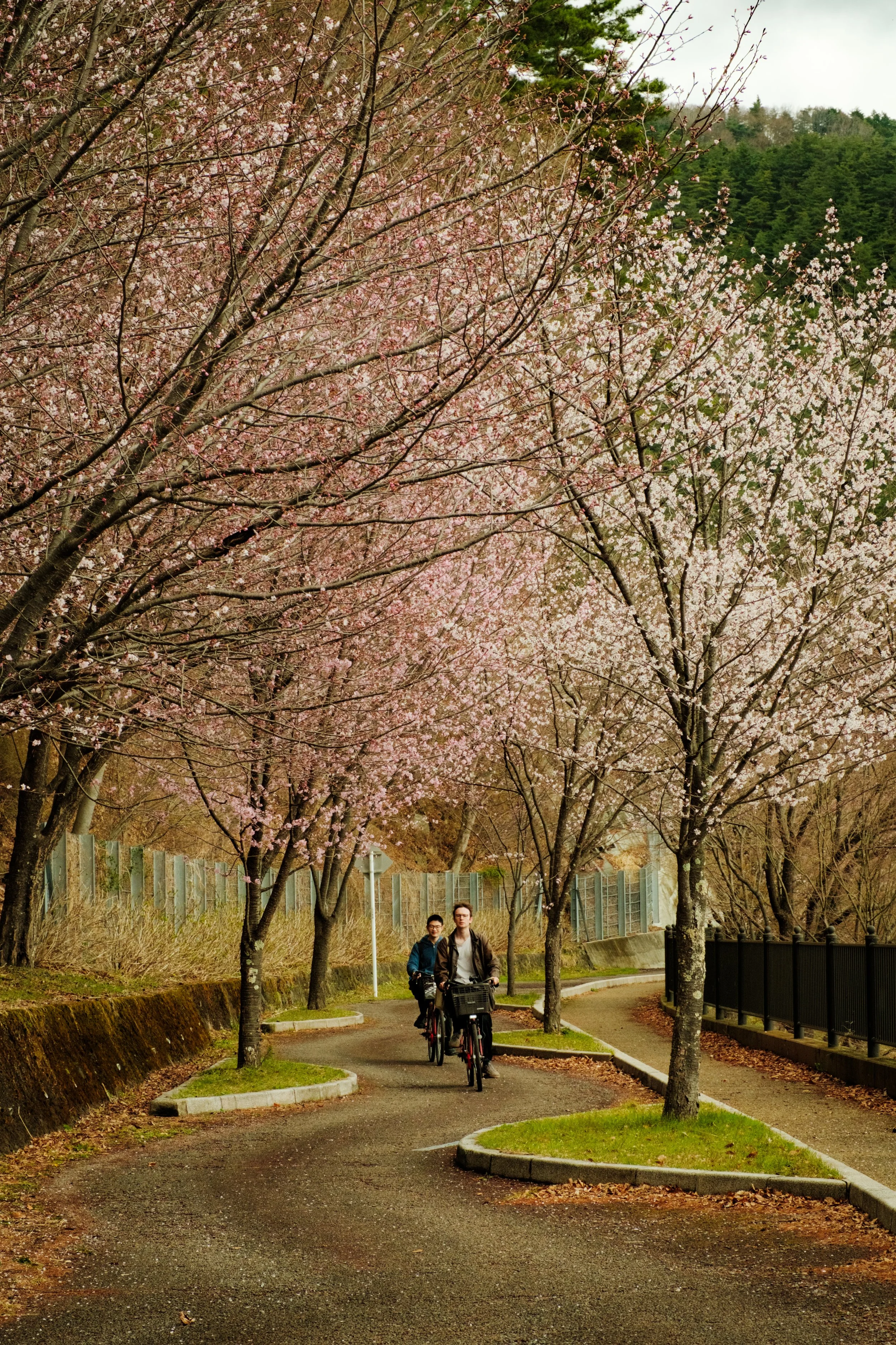 Hanami-11257.jpg