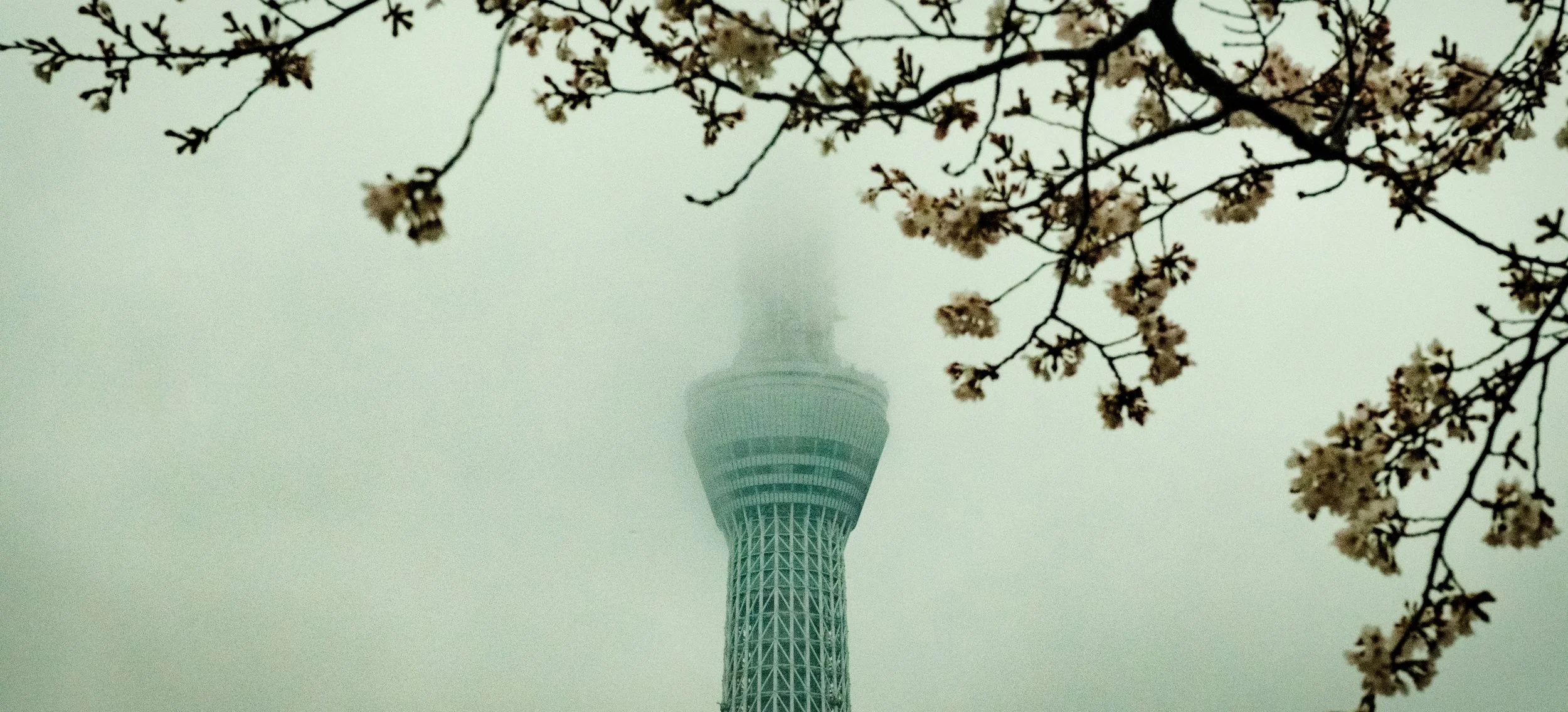 Hanami-901.jpg