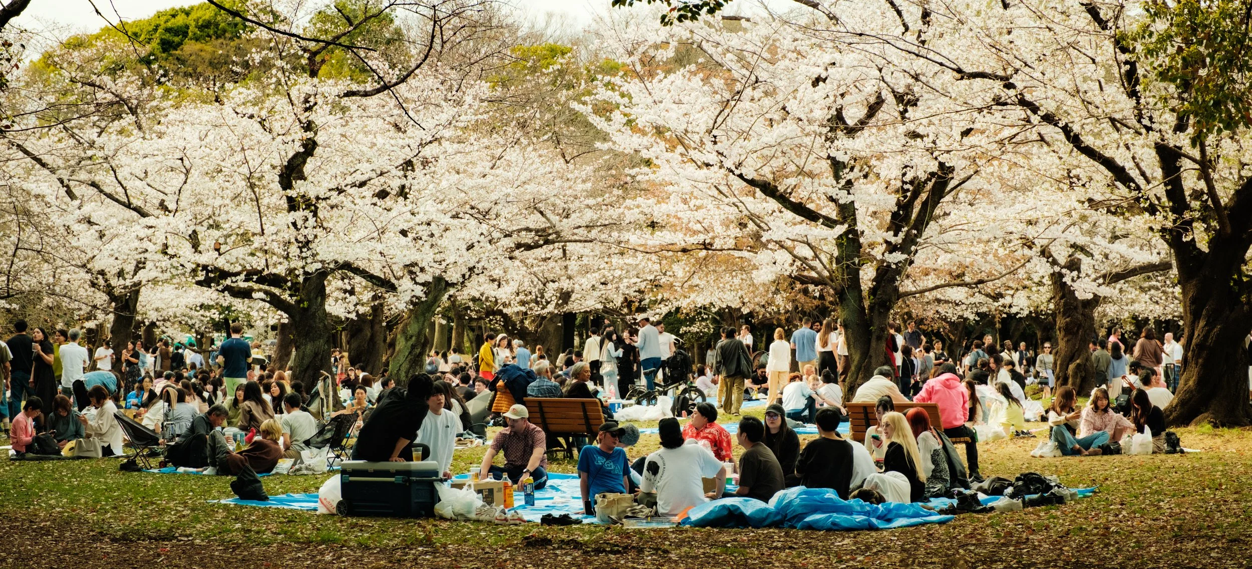Hanami-779.jpg