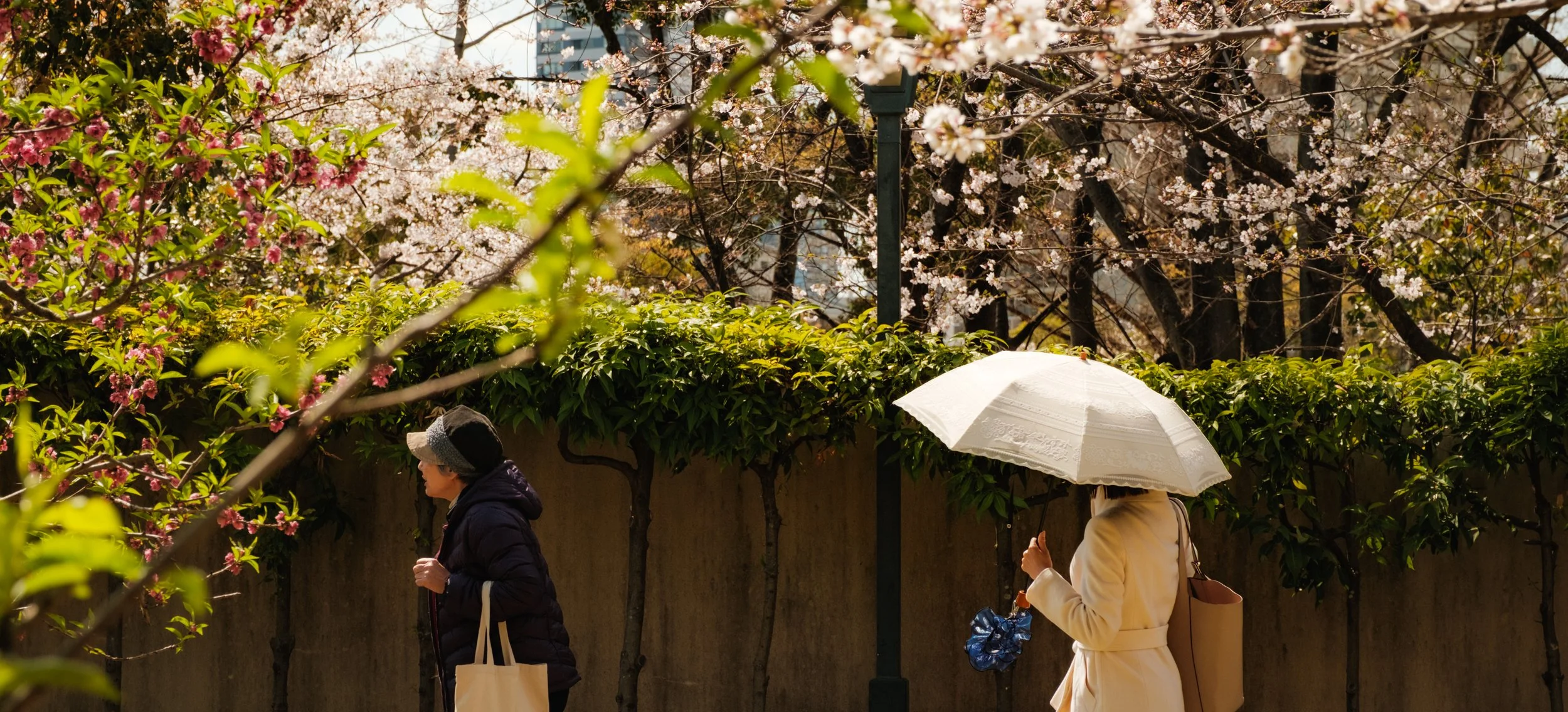 Hanami-4865.jpg