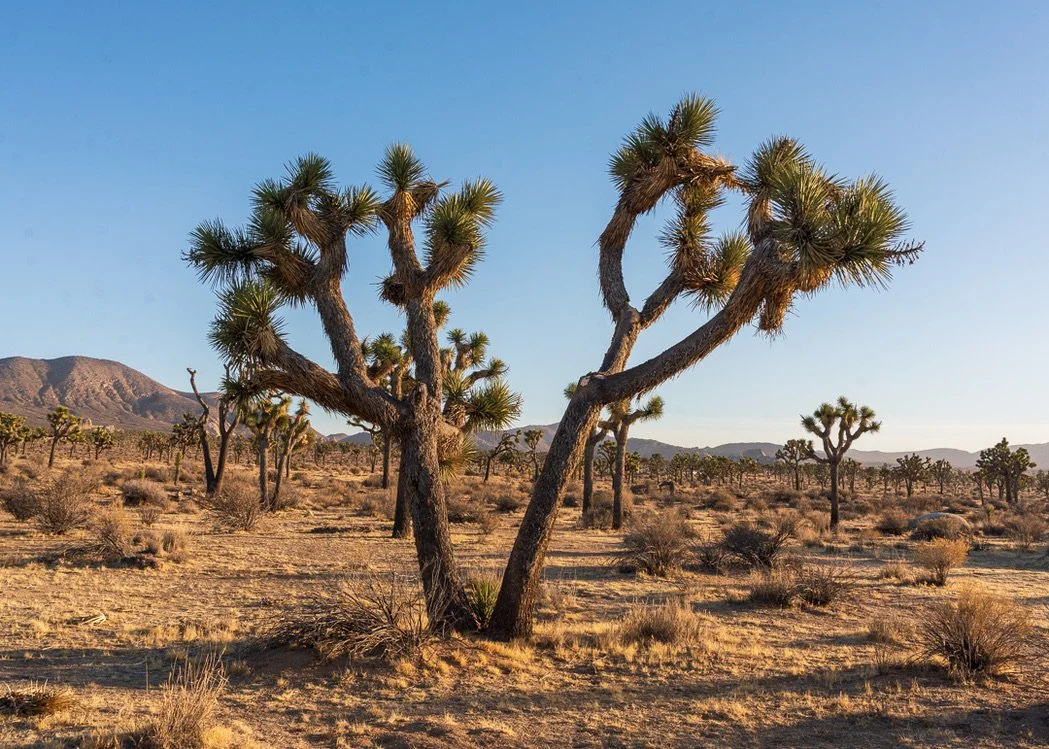 Joshua Tree Morning 