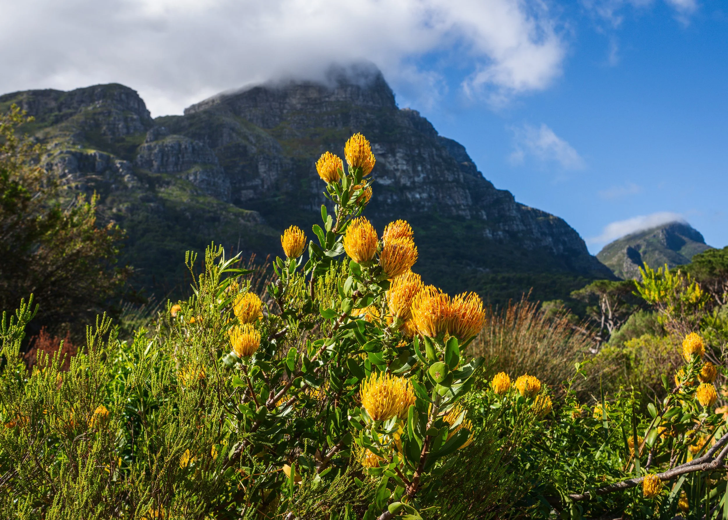 Cape Town-05.jpg
