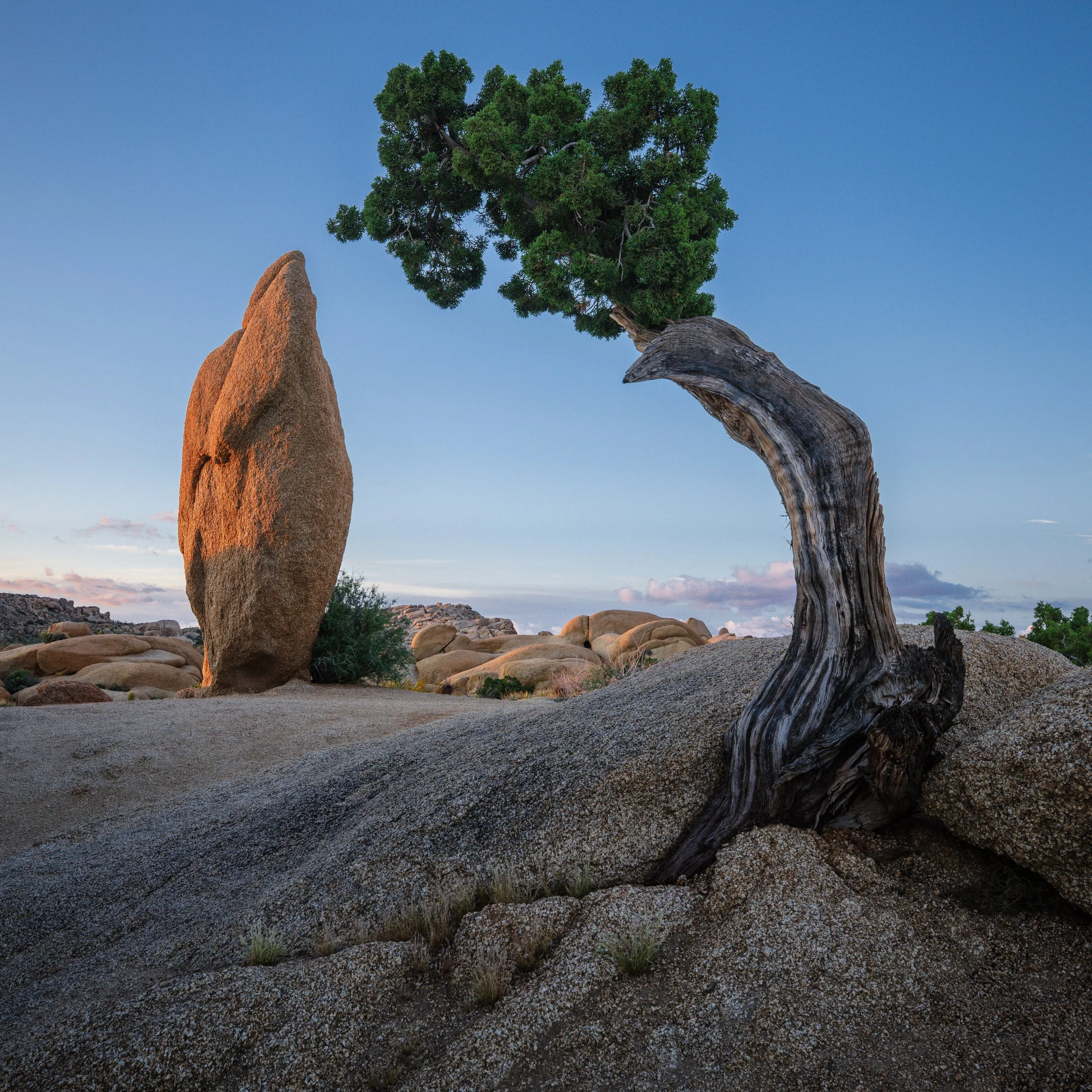 Joshua Tree