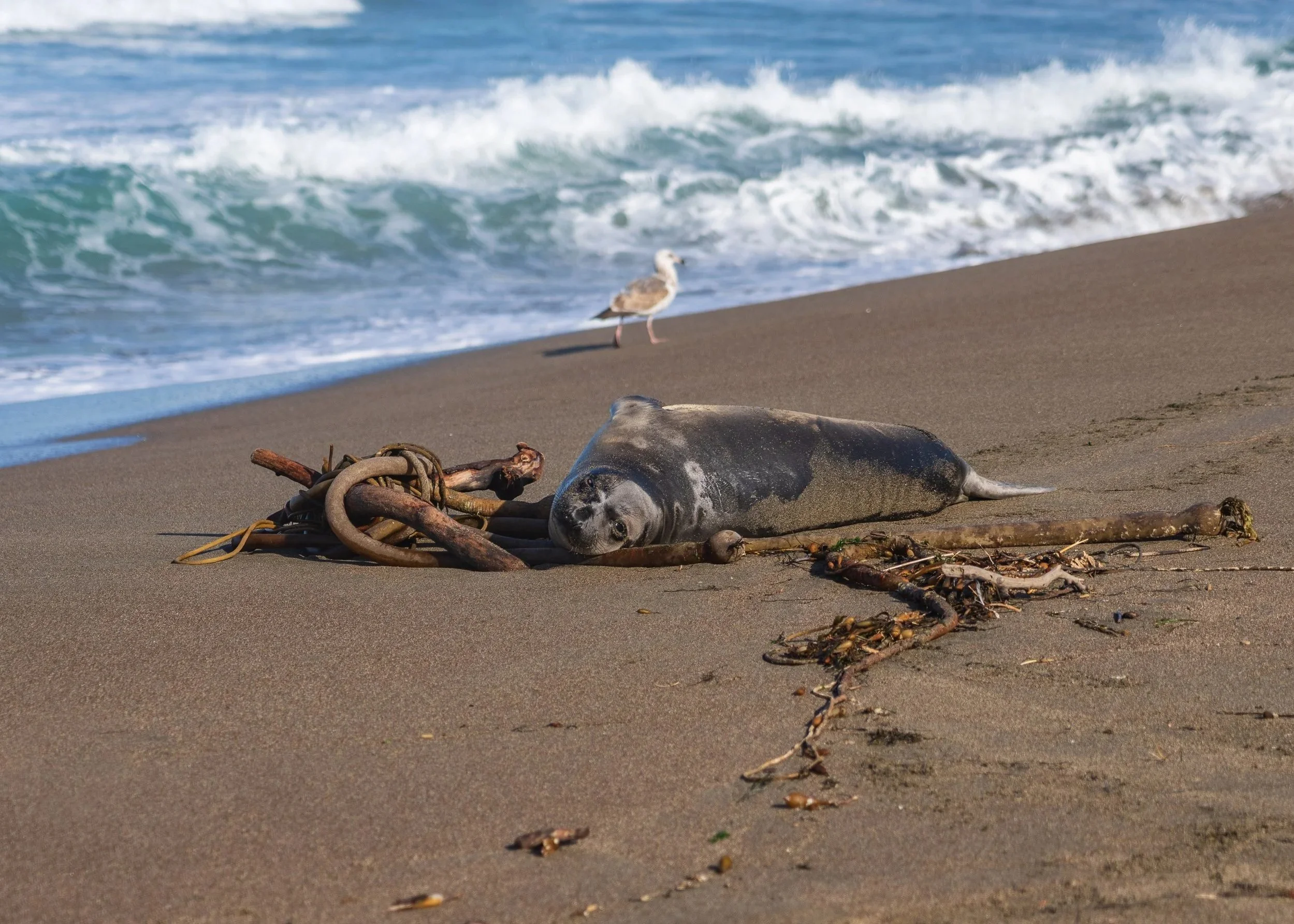 Seal