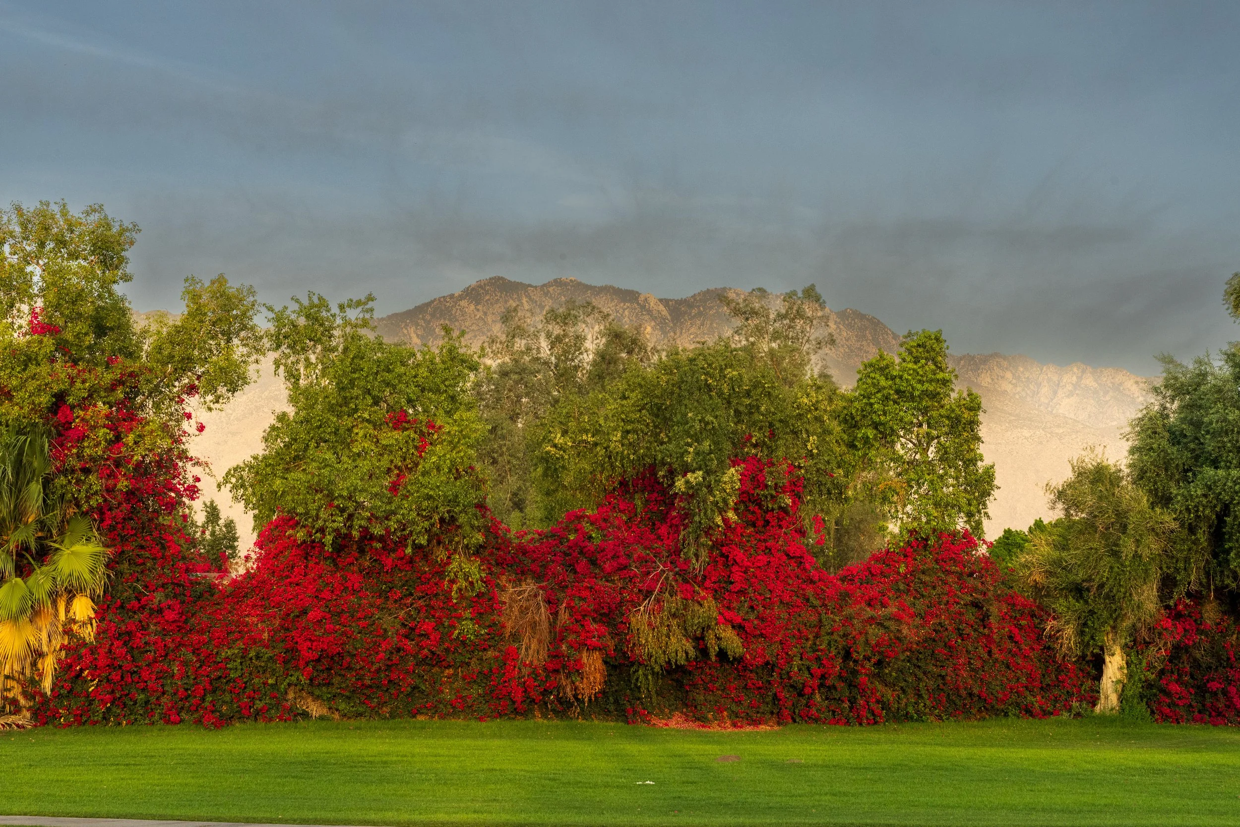 Palm Springs-2.jpg