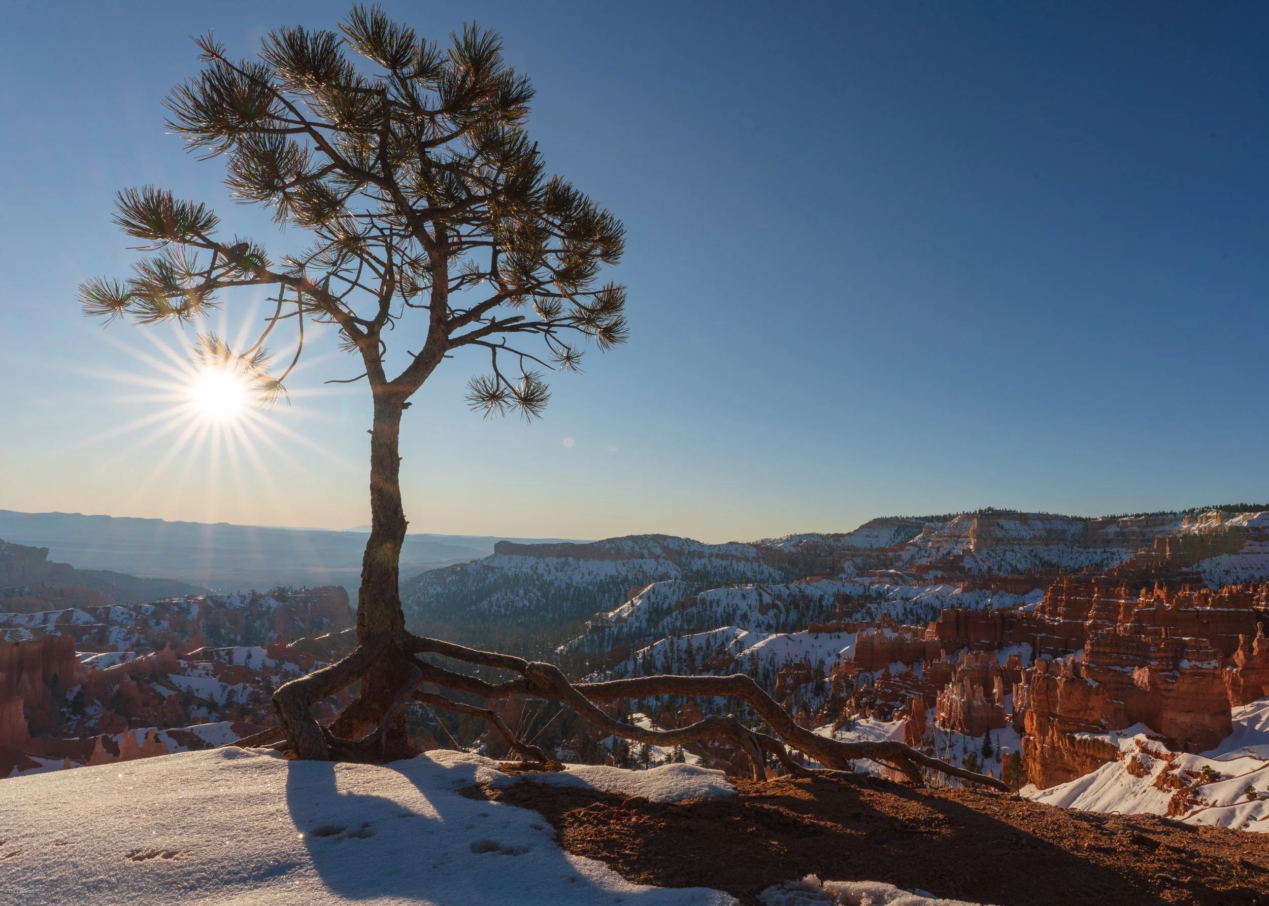 Lone Pine, Bryce Natl. Park, UT