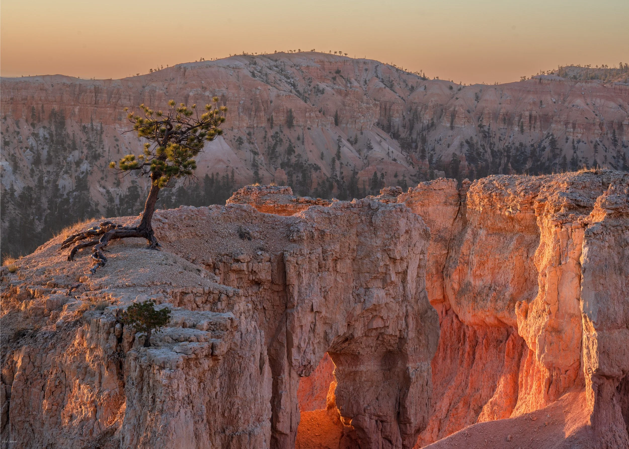 Lone Tree, Bryce Canyon Natl. Park, UT