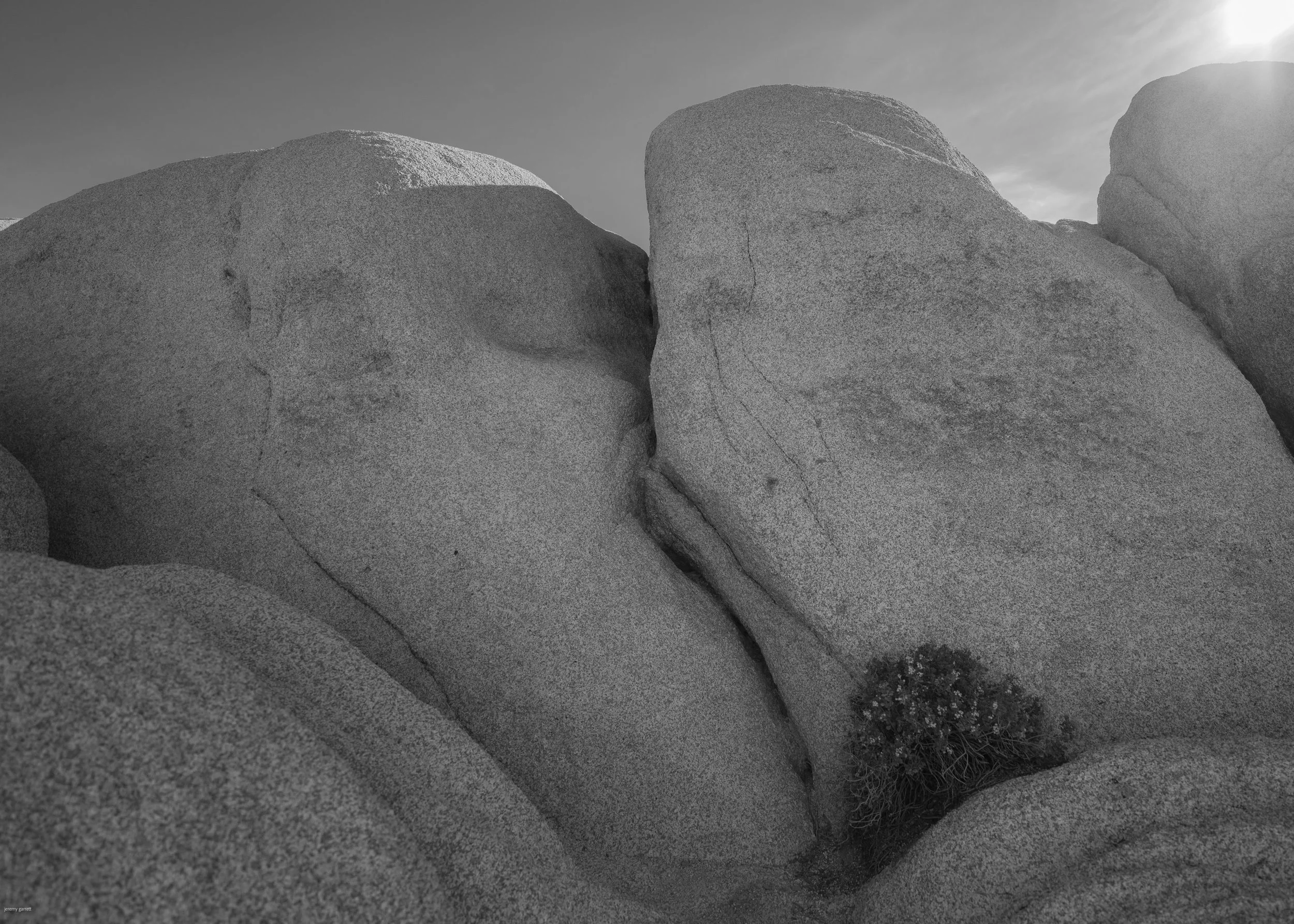 Joshua Tree, C A