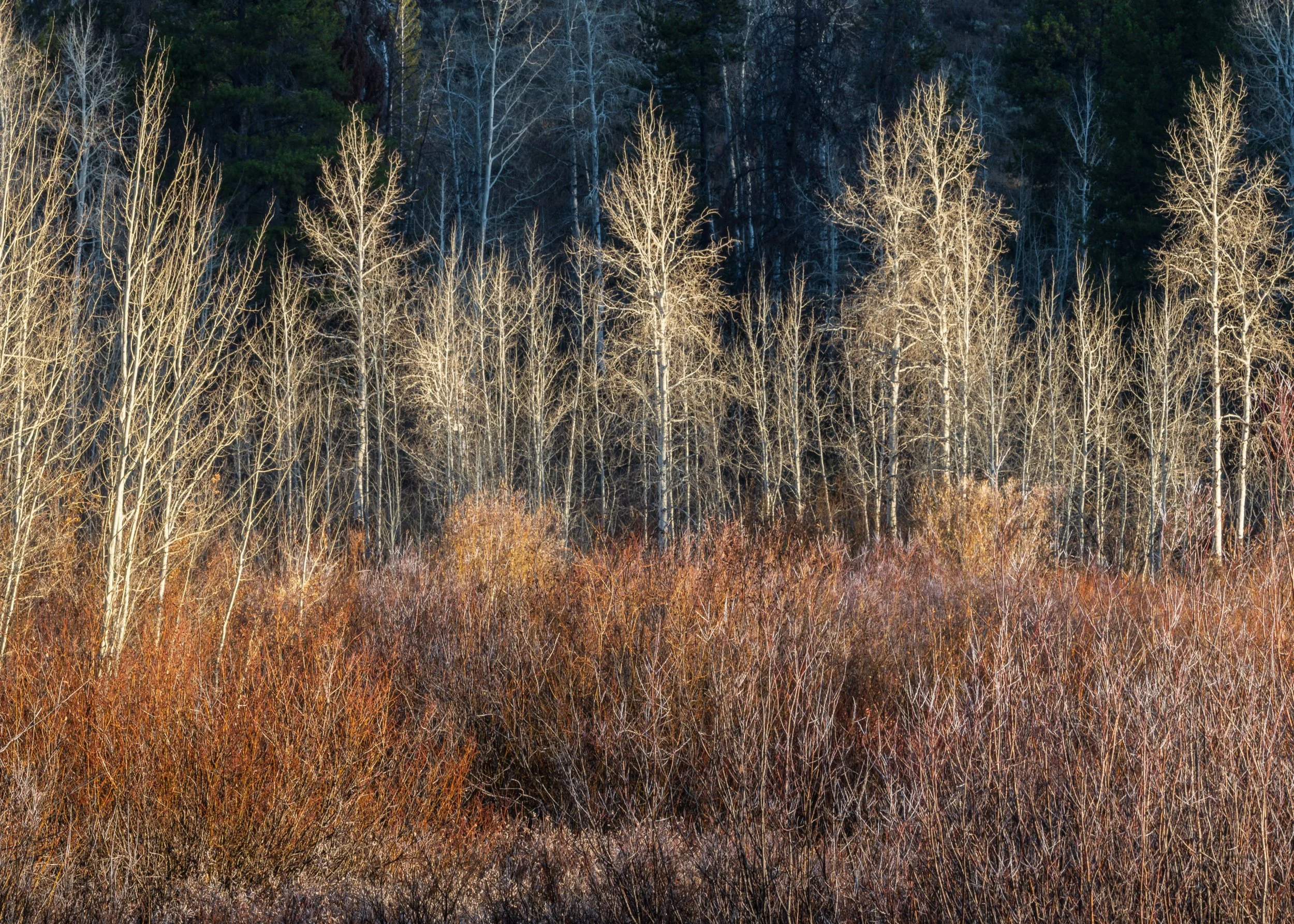 Tetons, WY