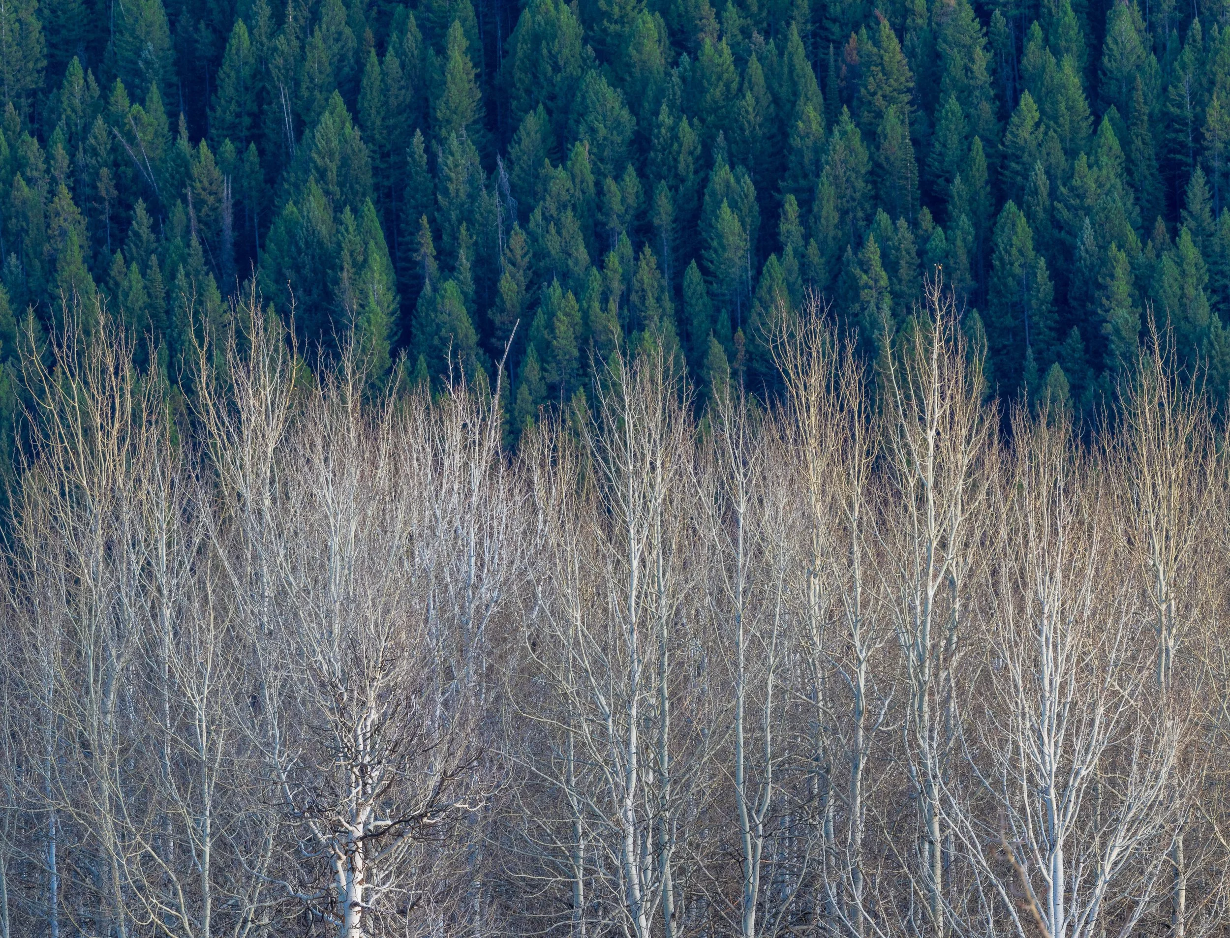 Tetons, WY