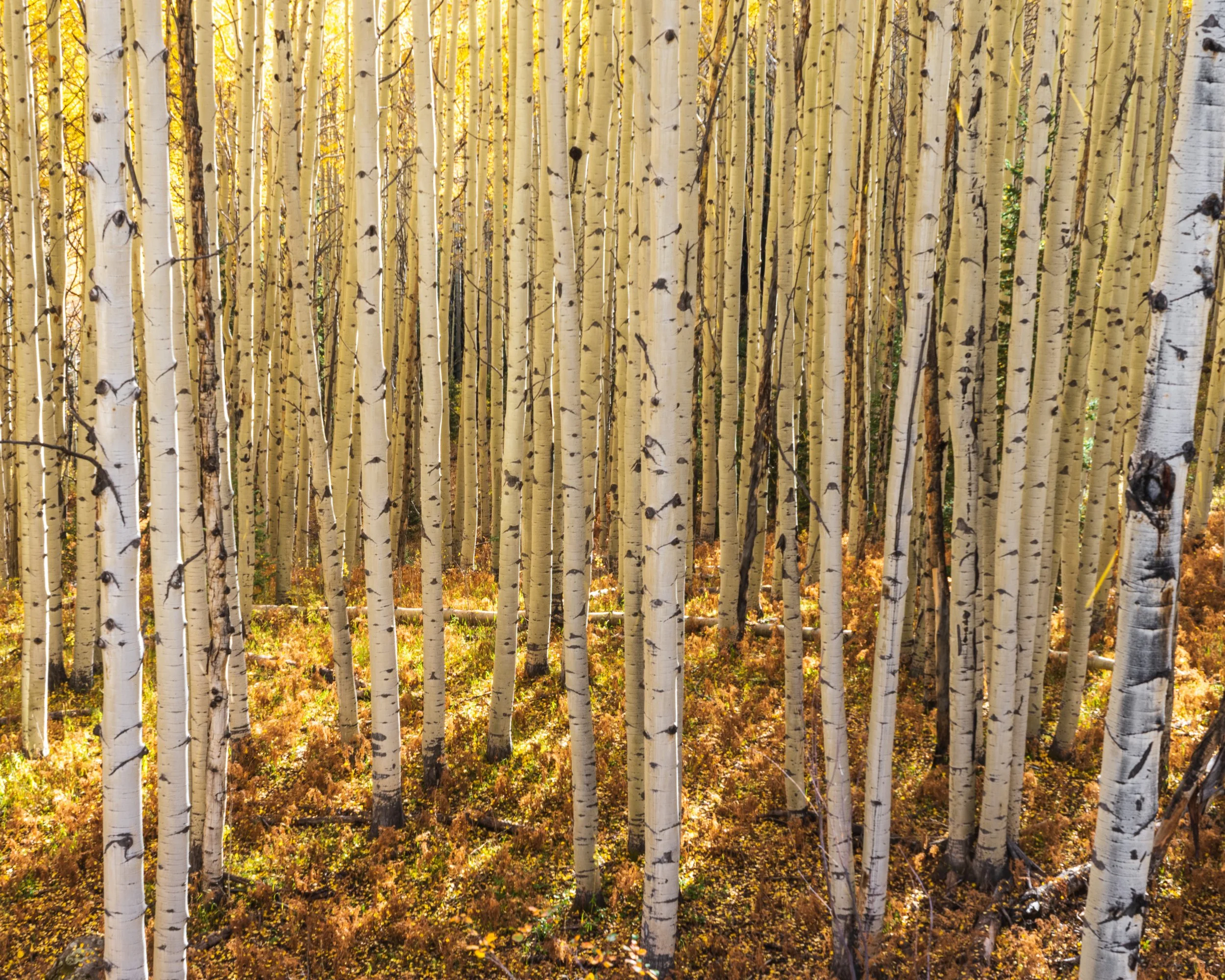 Kebler Pass, CO