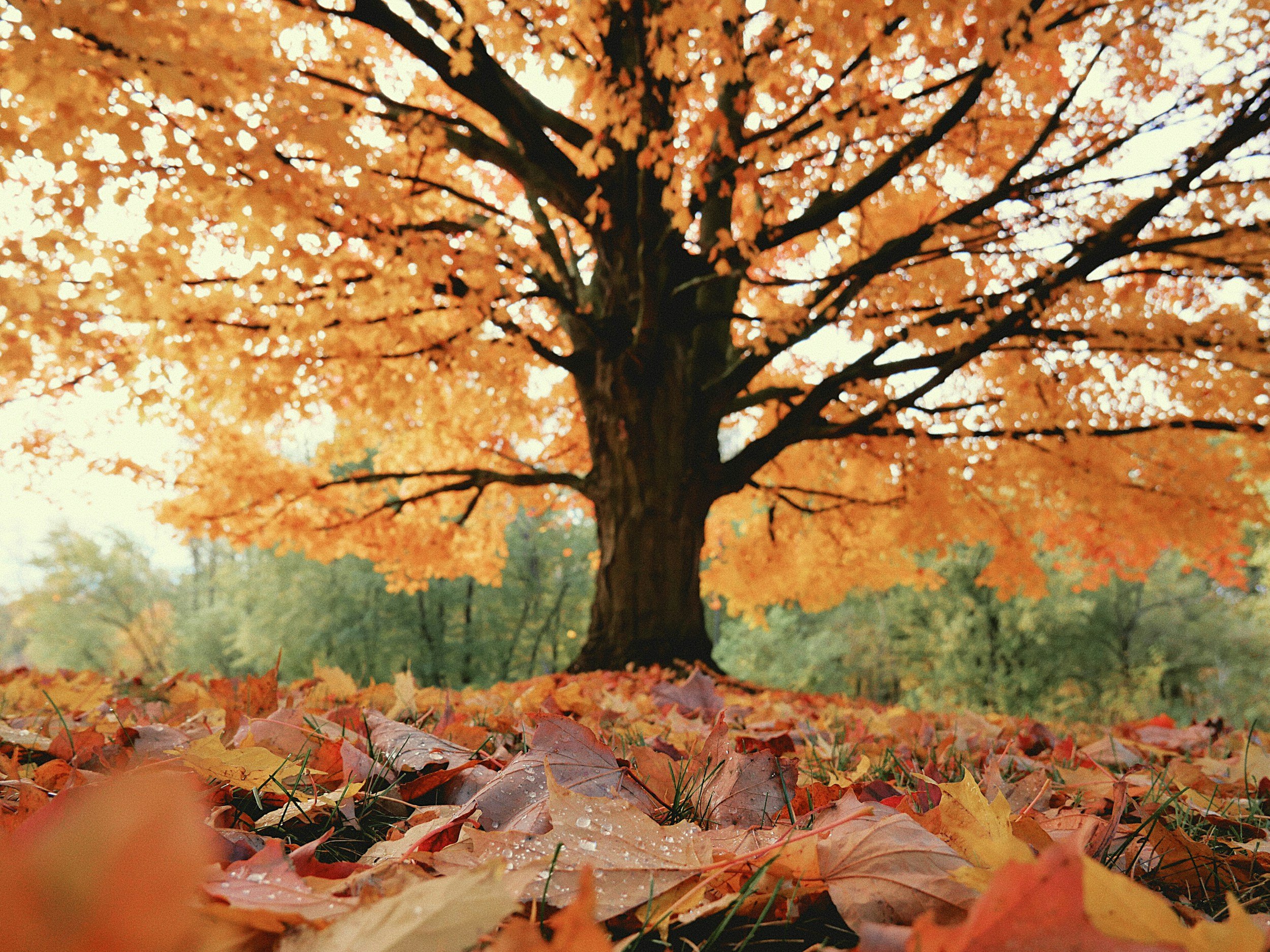 Coming Home: Nourishing Yoga &amp; Nature Experience for Women 