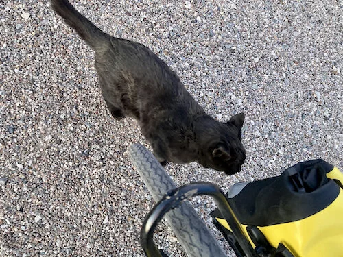 Midnight the cat, who doesn’t like to pose for pictures
