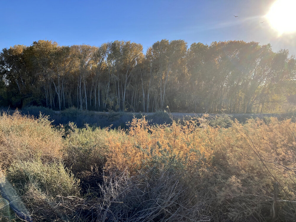 Aspen grove on agricultural land near Cibola National Wildlife Refuge