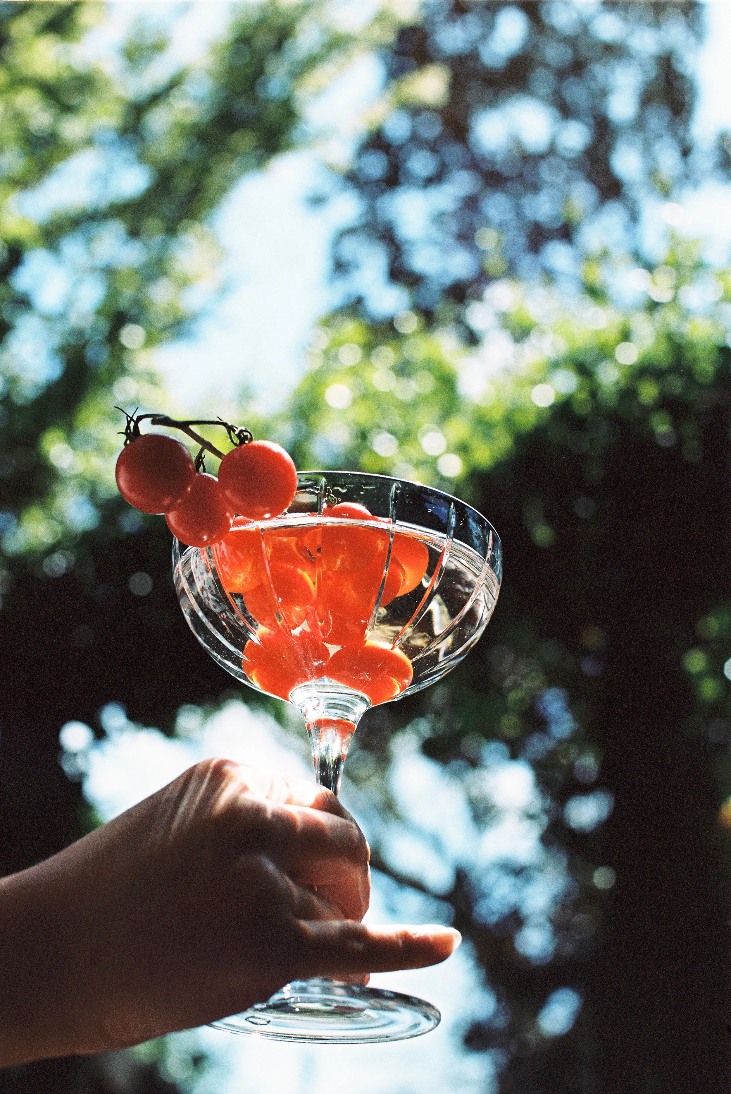 A person's hand holding a wine glass filled with cherry tomatoes, set against a background of green trees and blue sky with sunlight.
