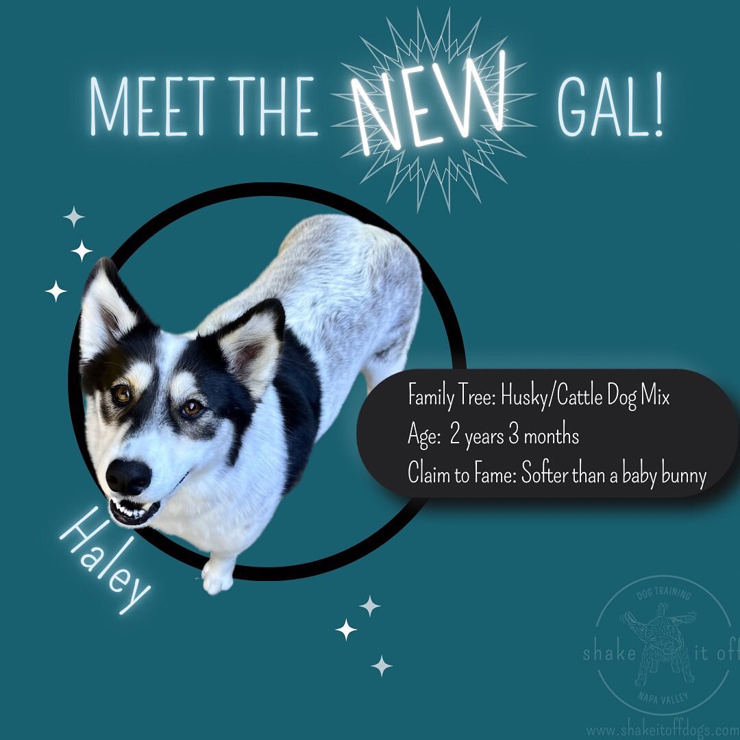 Oh Haley, you heart stealer. Haley's handlers are two thoughtful humans who reached out for help with increasing her confidence in novel environments, improving recall skills, getting her attention while on leash, and to get a better understanding of