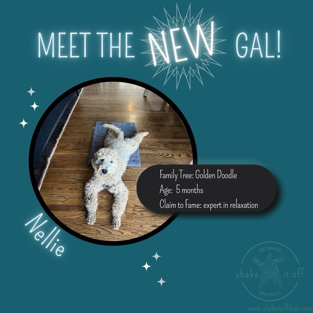 Meet Nellie! Nellie is a a classy, happy lady dog who enjoys interacting with humans, lounging, working for treats, and the outdoors. Her human reached out for help with recall, a sit stay, motion sickness in the car, and potty training.  Before we c