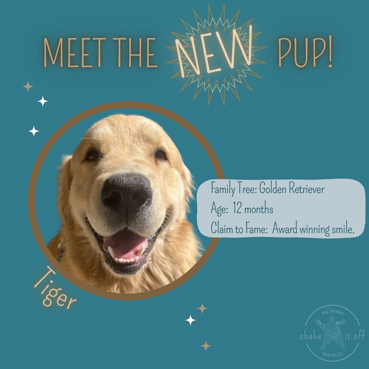 Whatever adventure you have planned, Tiger is up for it! Besides his happy go lucky demeanor, this young man is a fabulous student. Tiger's humans are teaching him to greet other humans politely with all four paws on the floor, to wait at the door, t