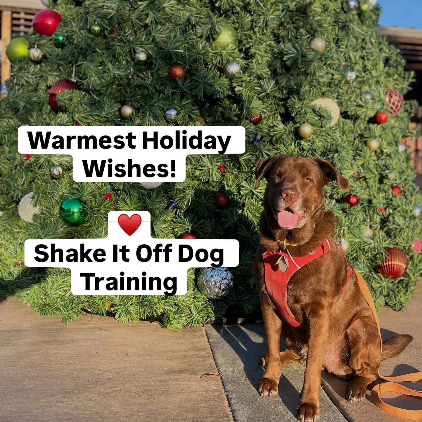 Warmest holiday wishes! 🐕 ☃️ ✨🎄❄️🕎🛷🧣🦌🎿

To the dogs, who are my greatest teachers, the dedicated owners who show up for them, and for the shared knowledge and support of a passionate community of dog trainers I am lucky to collaborate with, I 