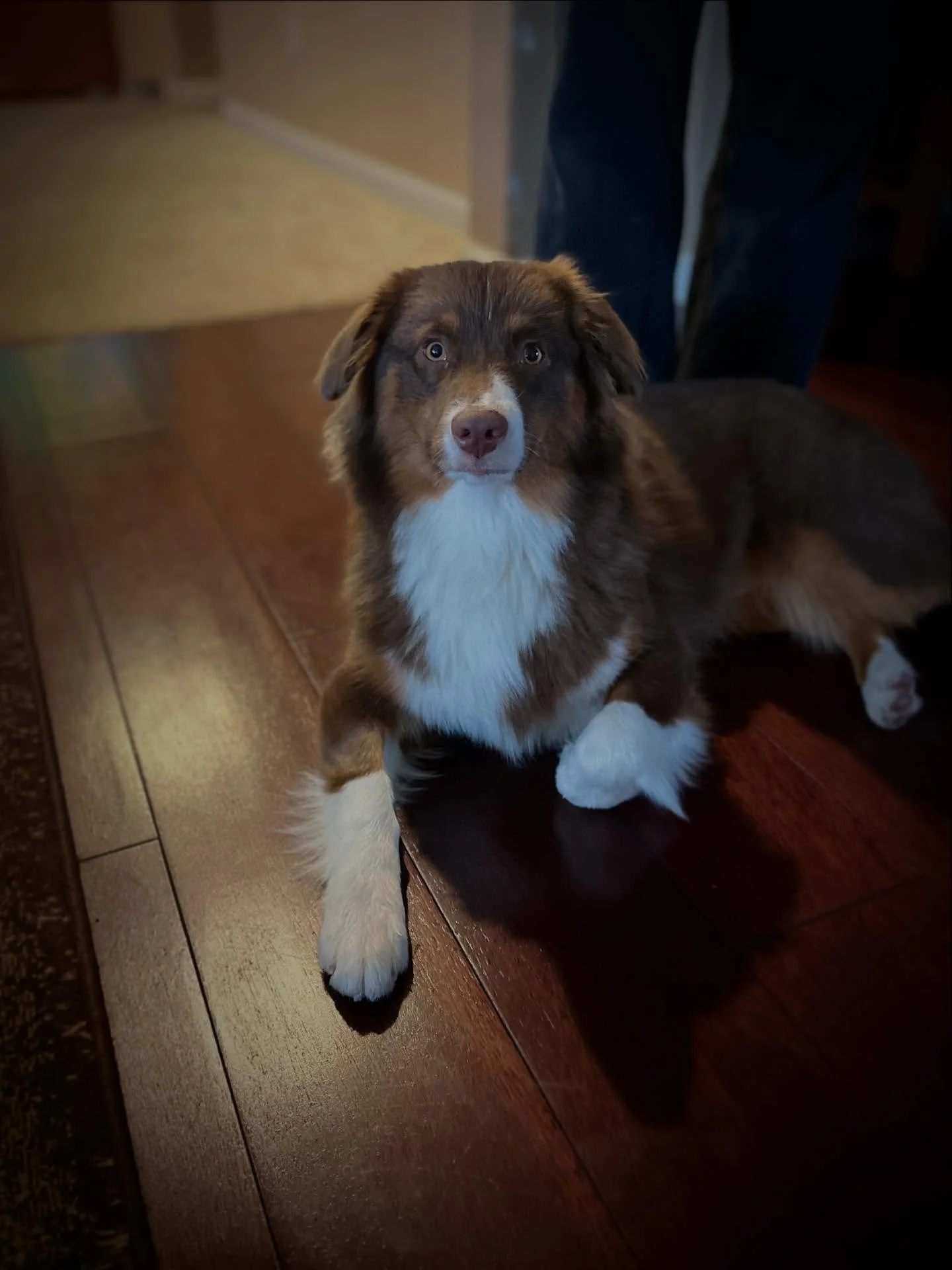 Congrats to recent graduate, Hermione! 

⭐️This happy, wiggly, snuggly girl and her amazing parents focused on human training mechanics, building recall, and leash skills, with some skills built for disengaging from exciting cyclists and other dogs t
