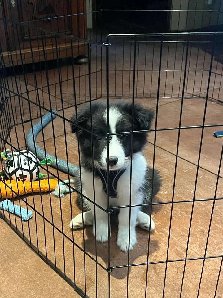 Bodi recently graduated from his very first round of training, where he we introduced him all the puppy foundation skills! His humans were fired up to get him started with training for an active lifestyle, with hopes he can go wherever they go. They 