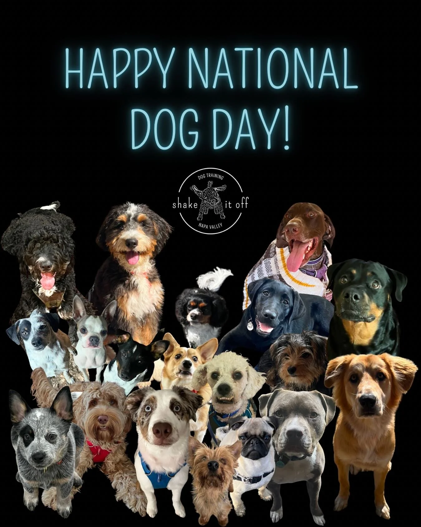Happy National Dog Day to all of my dogs past and present, and to their owners who help them live their best lives!

#DogsOfNapaValley #NapaValleyDogs #NapaValleyPuppies #Puppies #Dogs #TrainThemAll #KarenPryorAcademyCertifiedTrainingPartner #Positiv