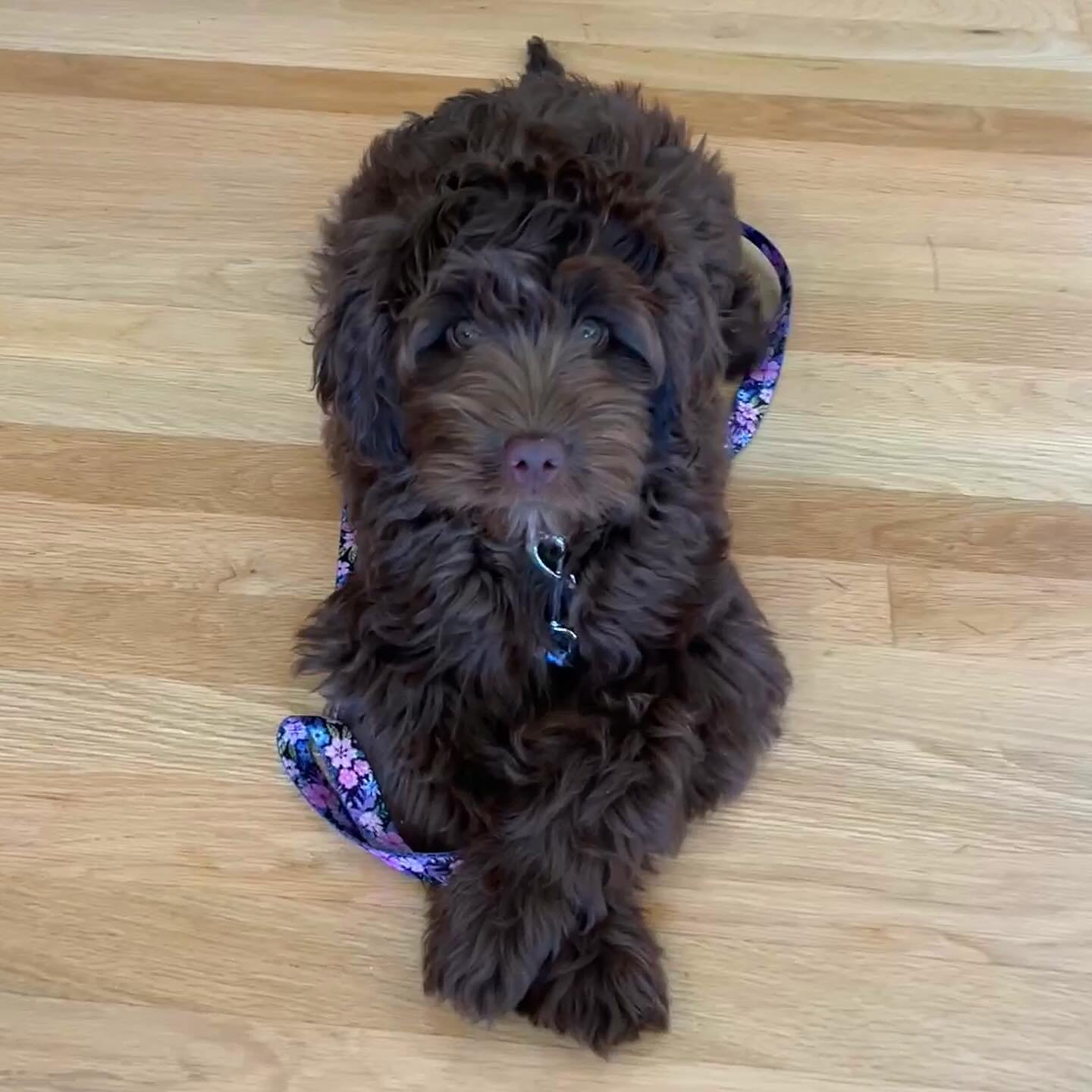 A belated congrats to Miss Maple and her humans for all of their hard work! She learned a long list of skills and is off to a running start beginning her lifelong training journey. I am so proud of this little brown bear. 

Obviously I have a soft sp