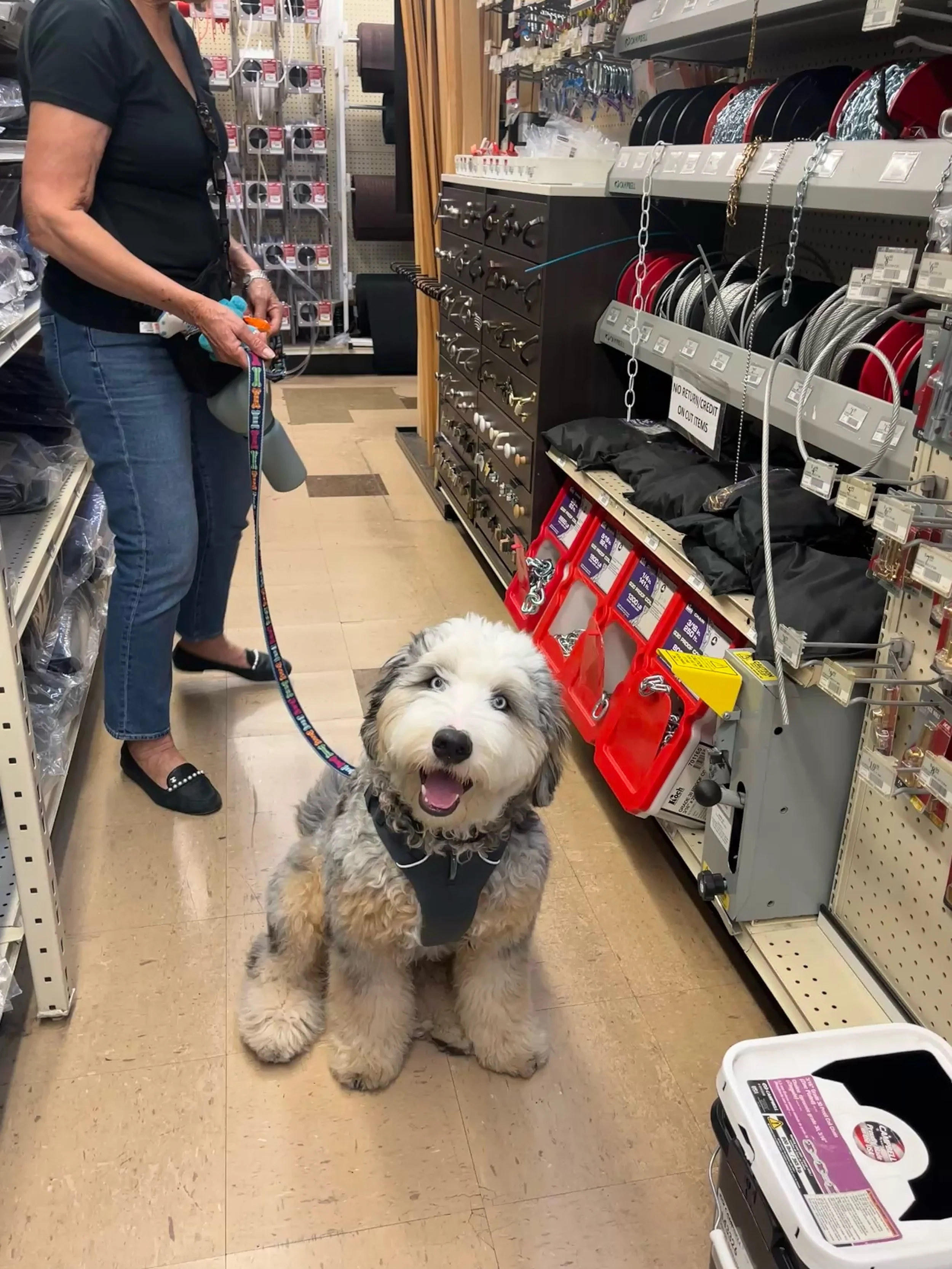 Saved by the bell! Congratulations sweet Wilbur, you have come so far with all of your basic skills, especially polite greetings with humans and loose leash walking. You are on your way! 

Summer school may be out, but this fluffy boy's parents are c