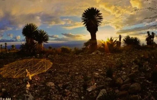 Ayurvedic Healing during &amp; After COVID-19 PROTOCOL